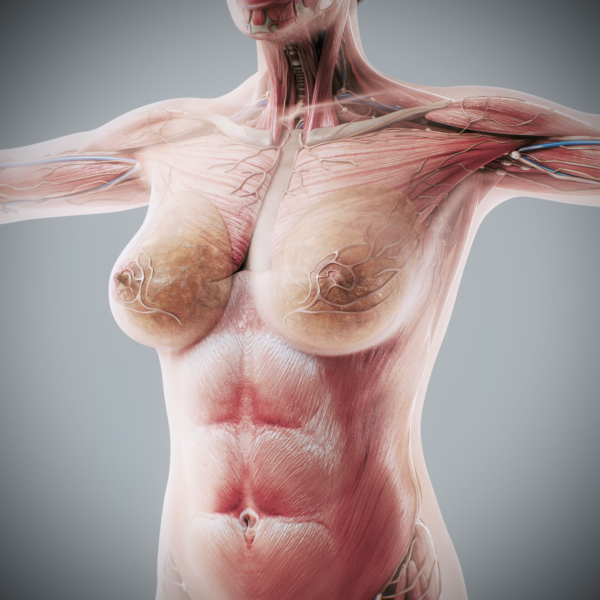 Human Male and Female Complete Anatomy 3D model_59