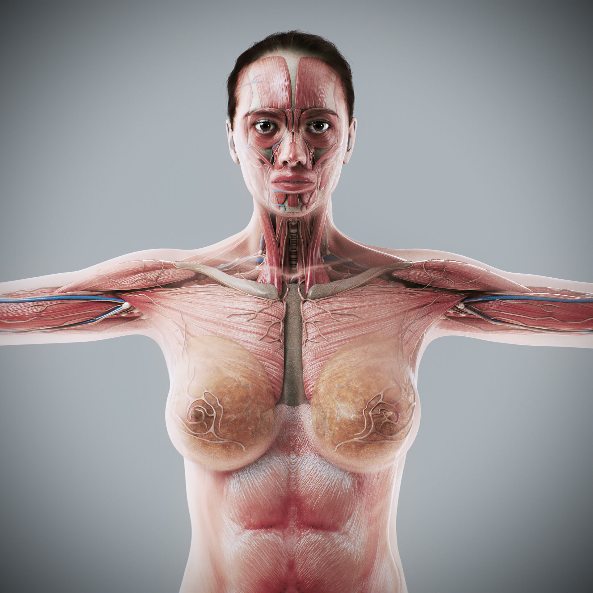 Human Male and Female Complete Anatomy 3D model_7