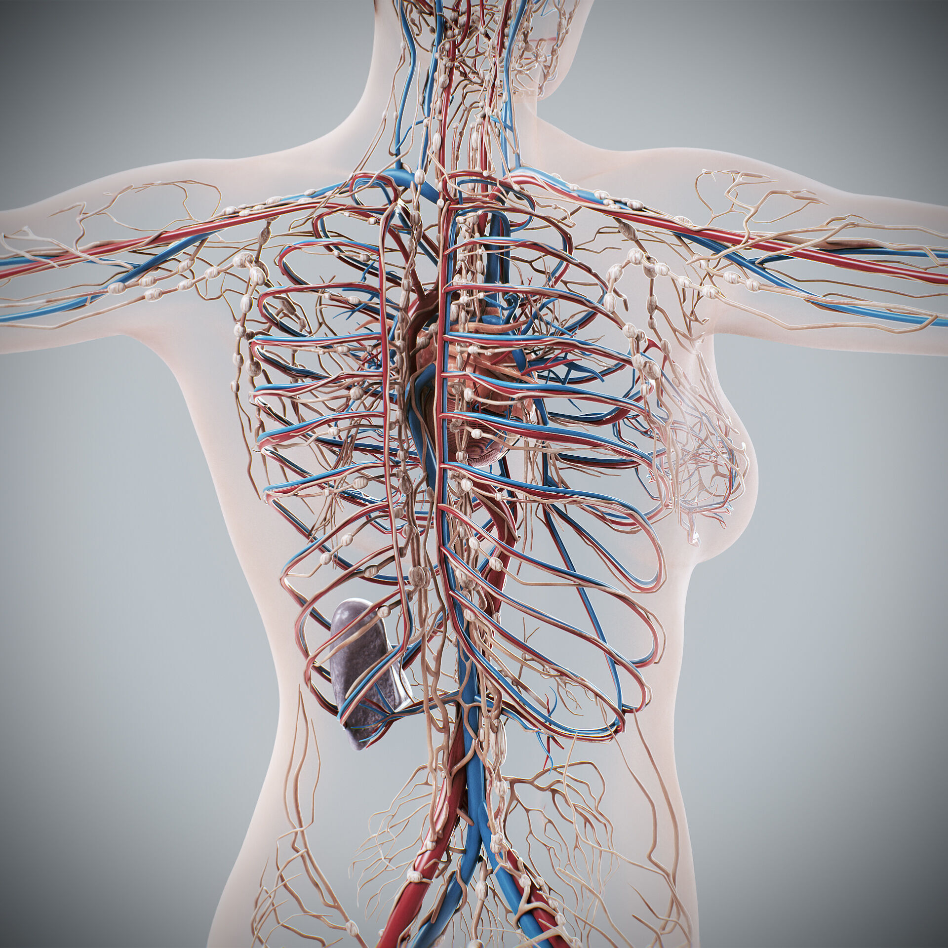 Human Male and Female Complete Anatomy 3D model_67