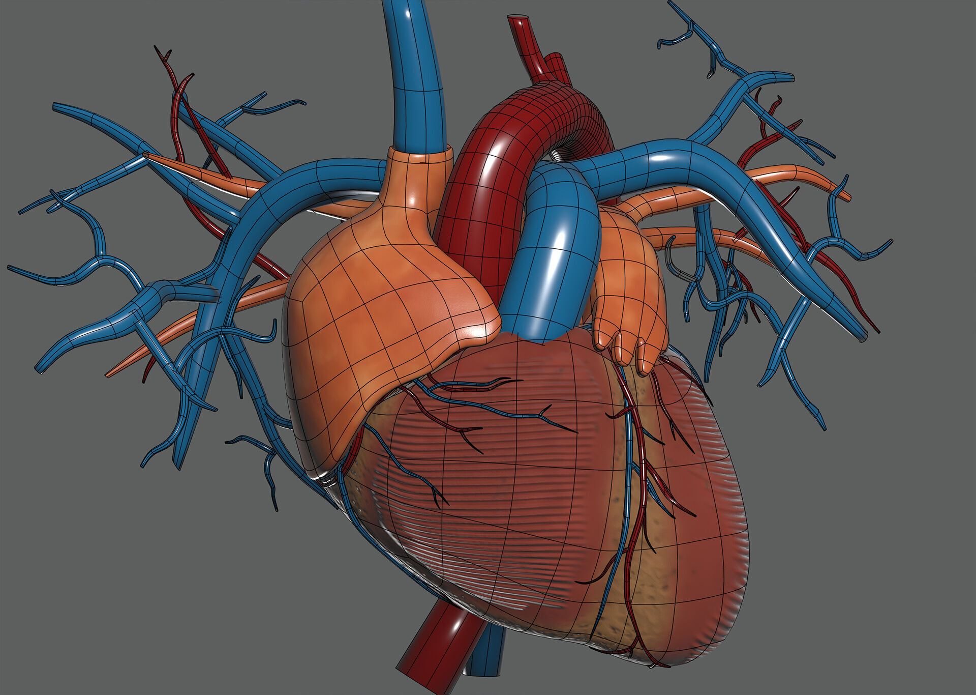 Human Male and Female Complete Anatomy 3D model_40