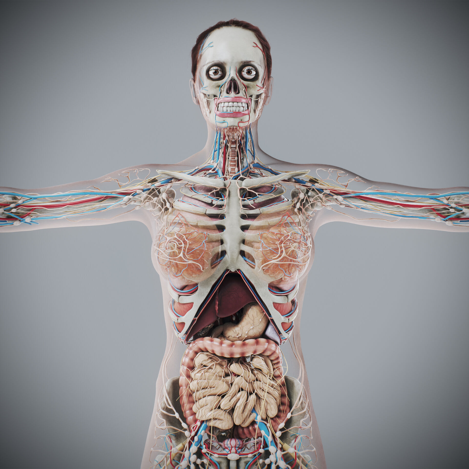 Human Male and Female Complete Anatomy 3D model_17
