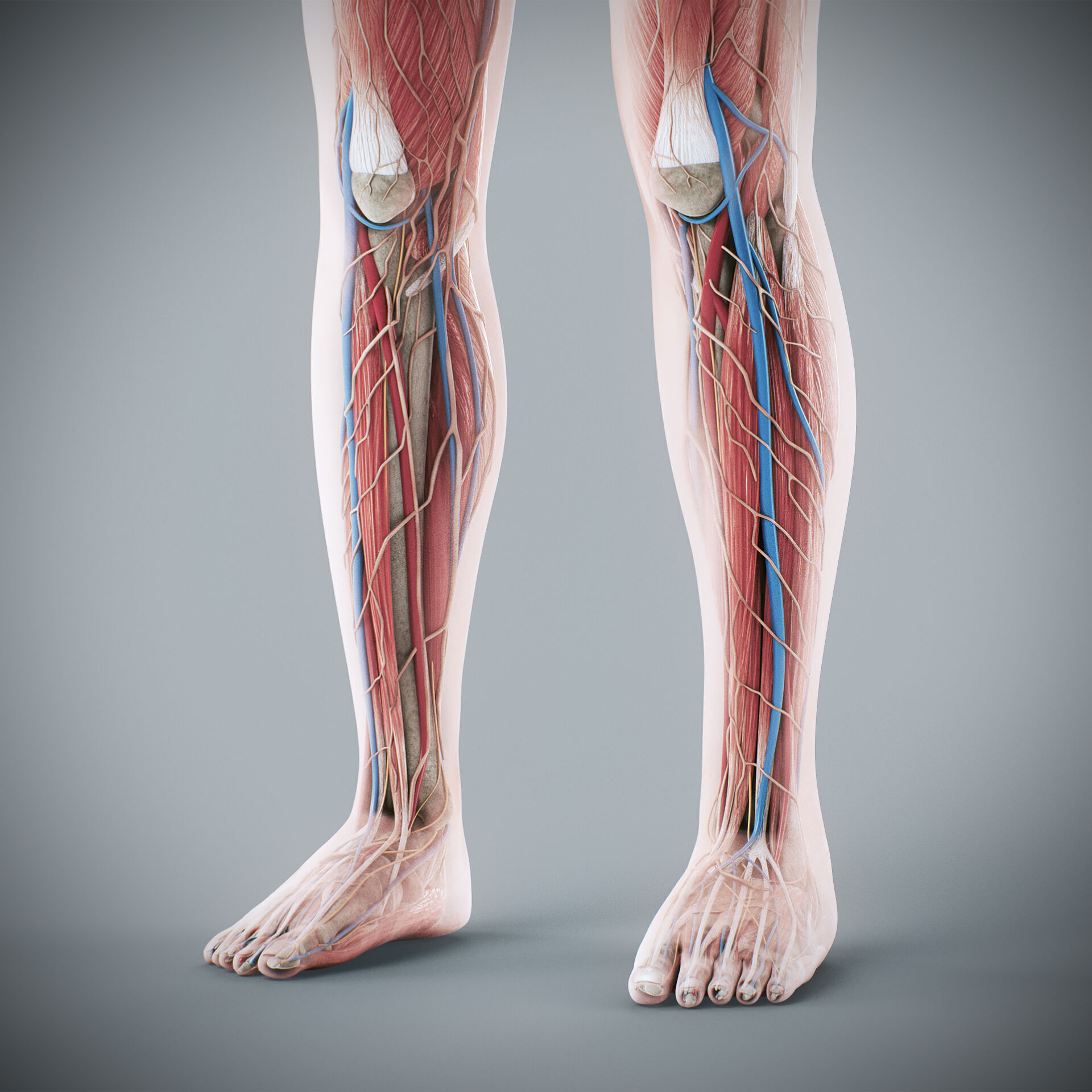 Human Male and Female Complete Anatomy 3D model_84