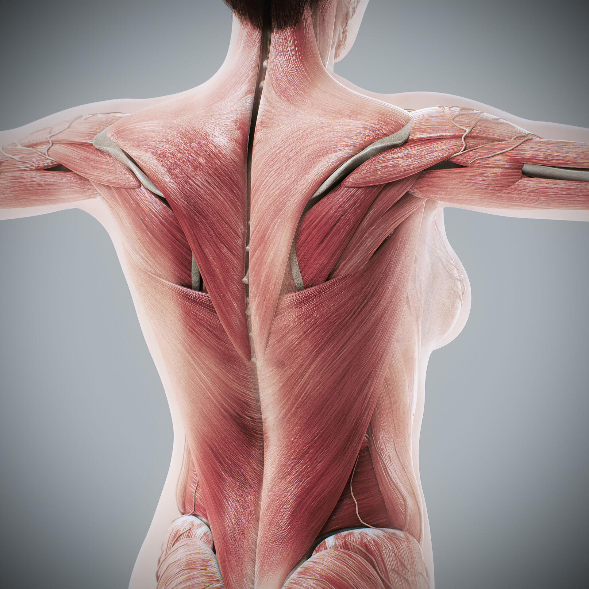 Human Male and Female Complete Anatomy 3D model_66