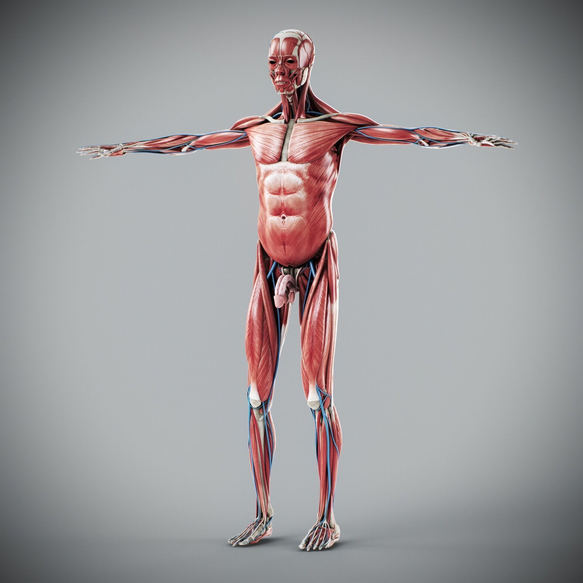 Human Male and Female Complete Anatomy 3D model_48