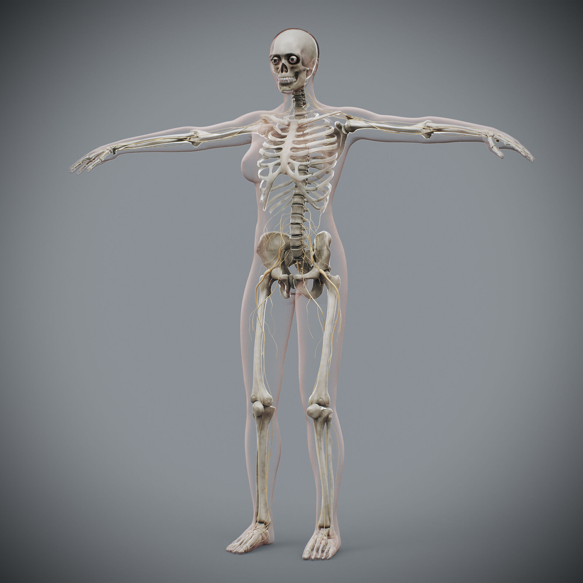 Human Male and Female Complete Anatomy 3D model_45