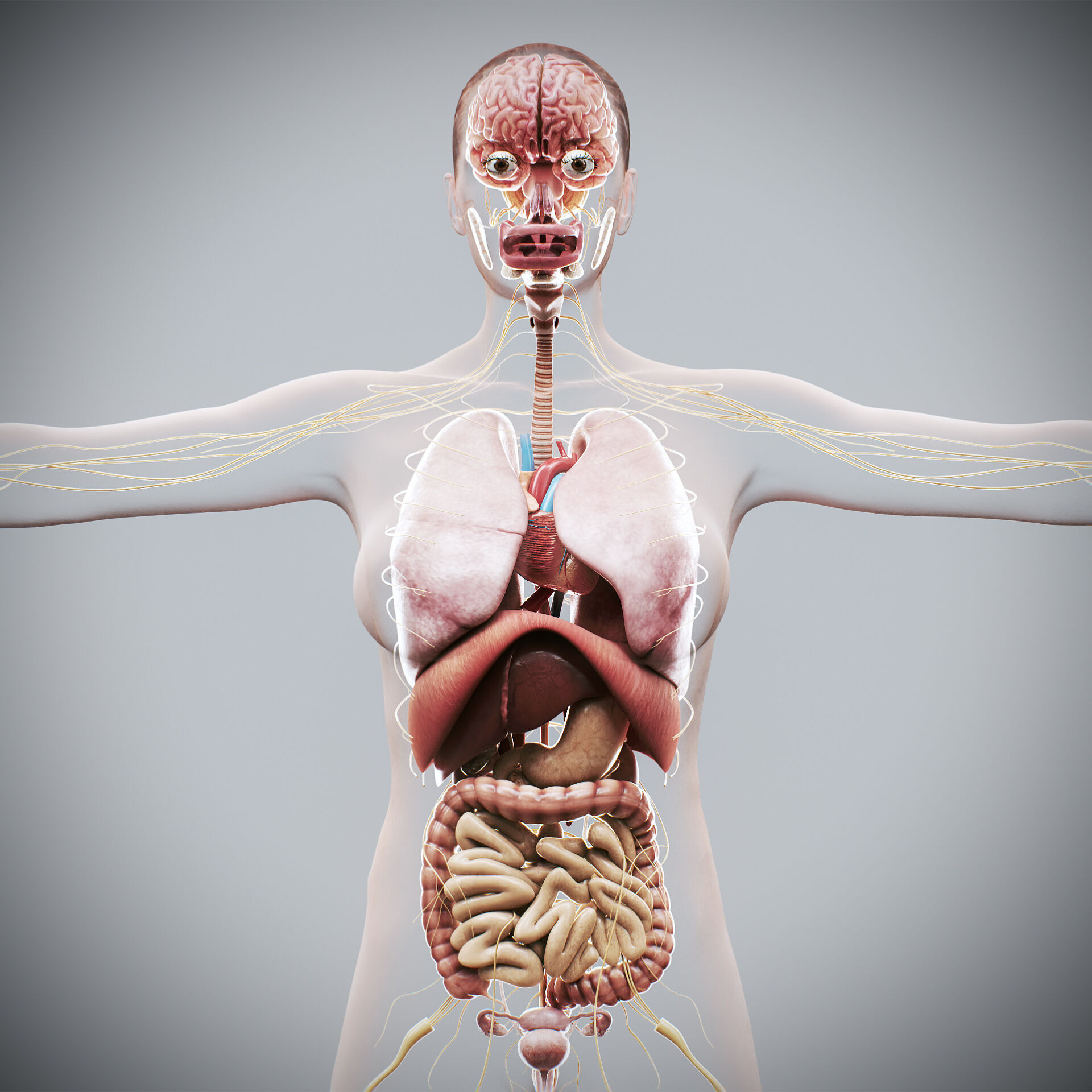 Human Male and Female Complete Anatomy 3D model_18