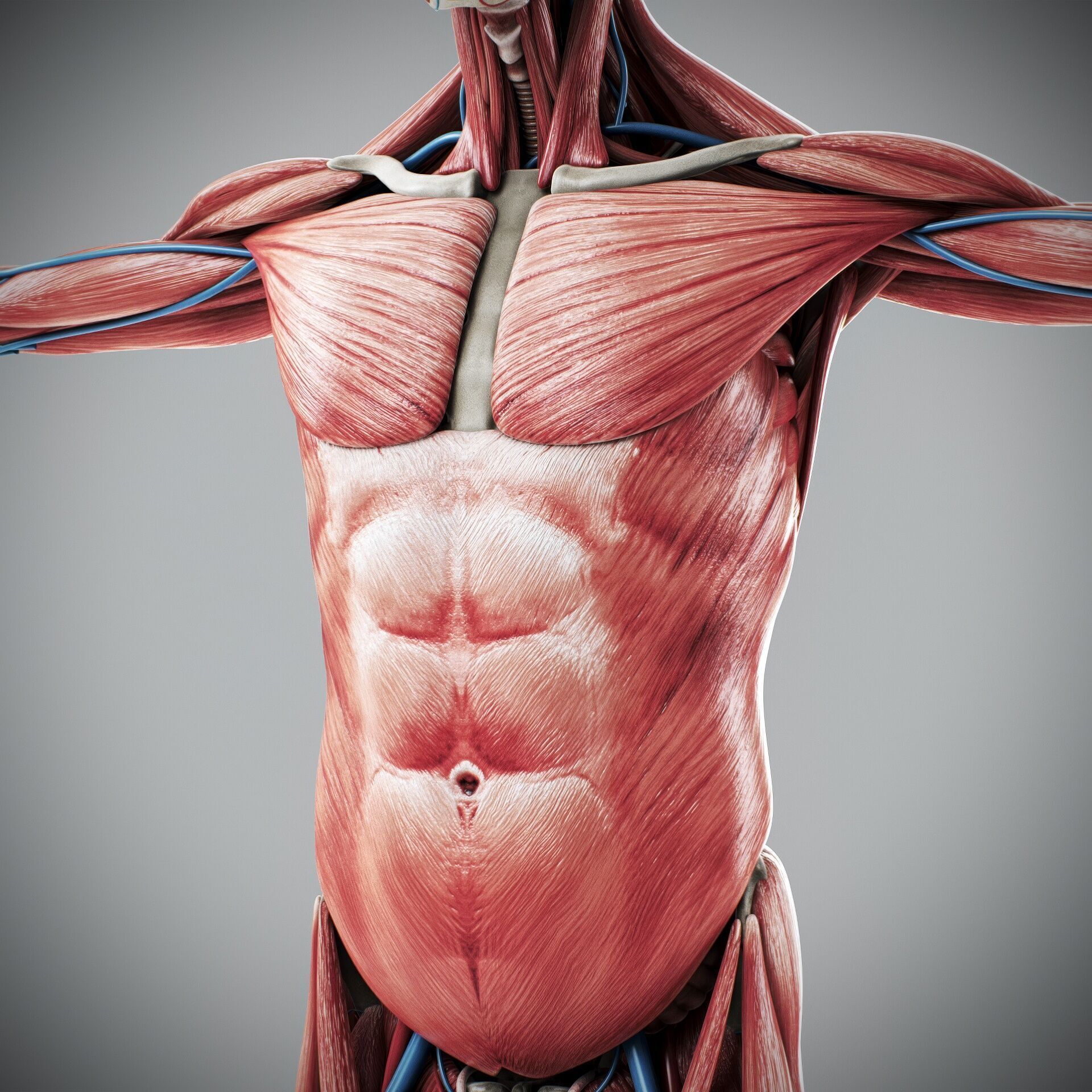 Human Male and Female Complete Anatomy 3D model_55