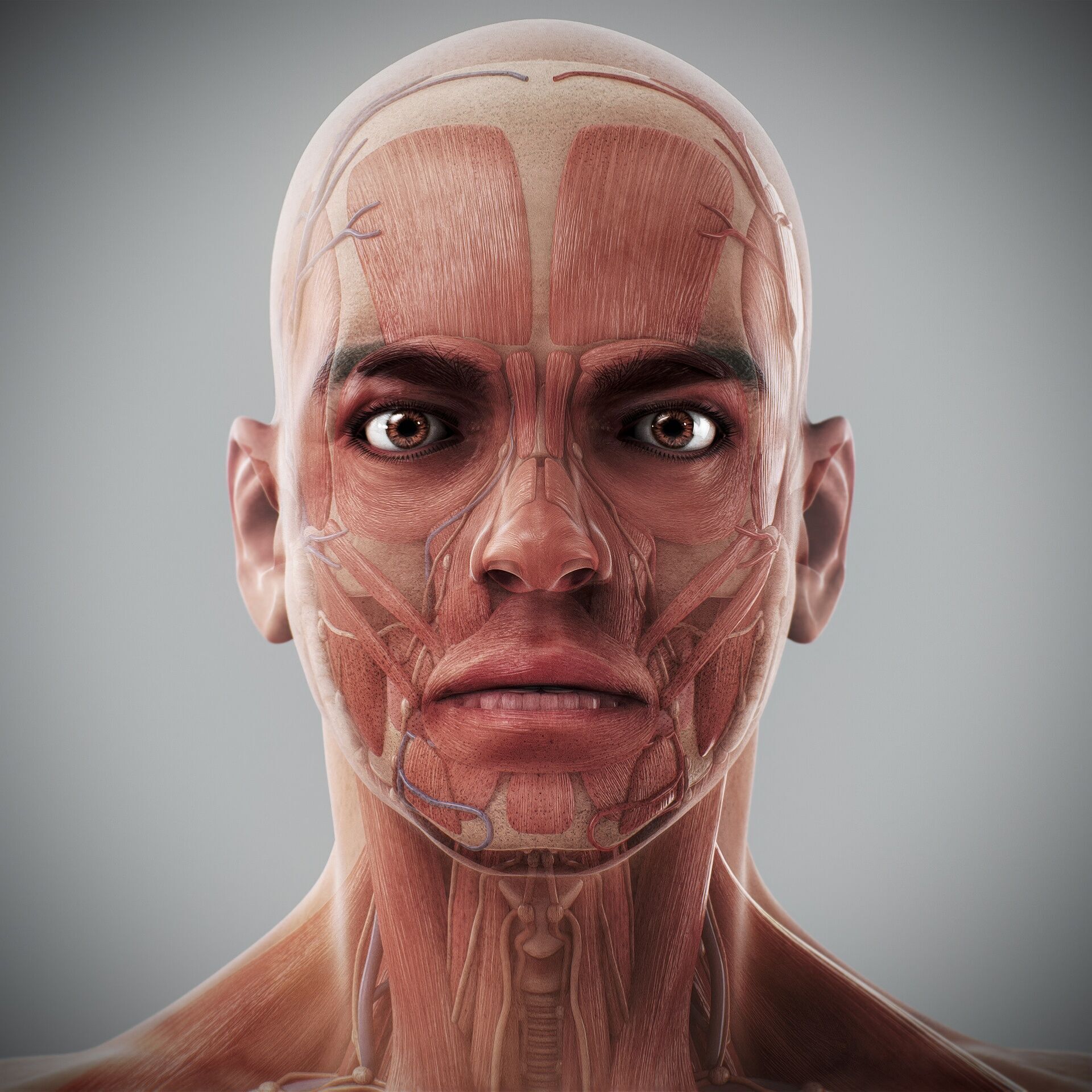 Human Male and Female Complete Anatomy 3D model_14
