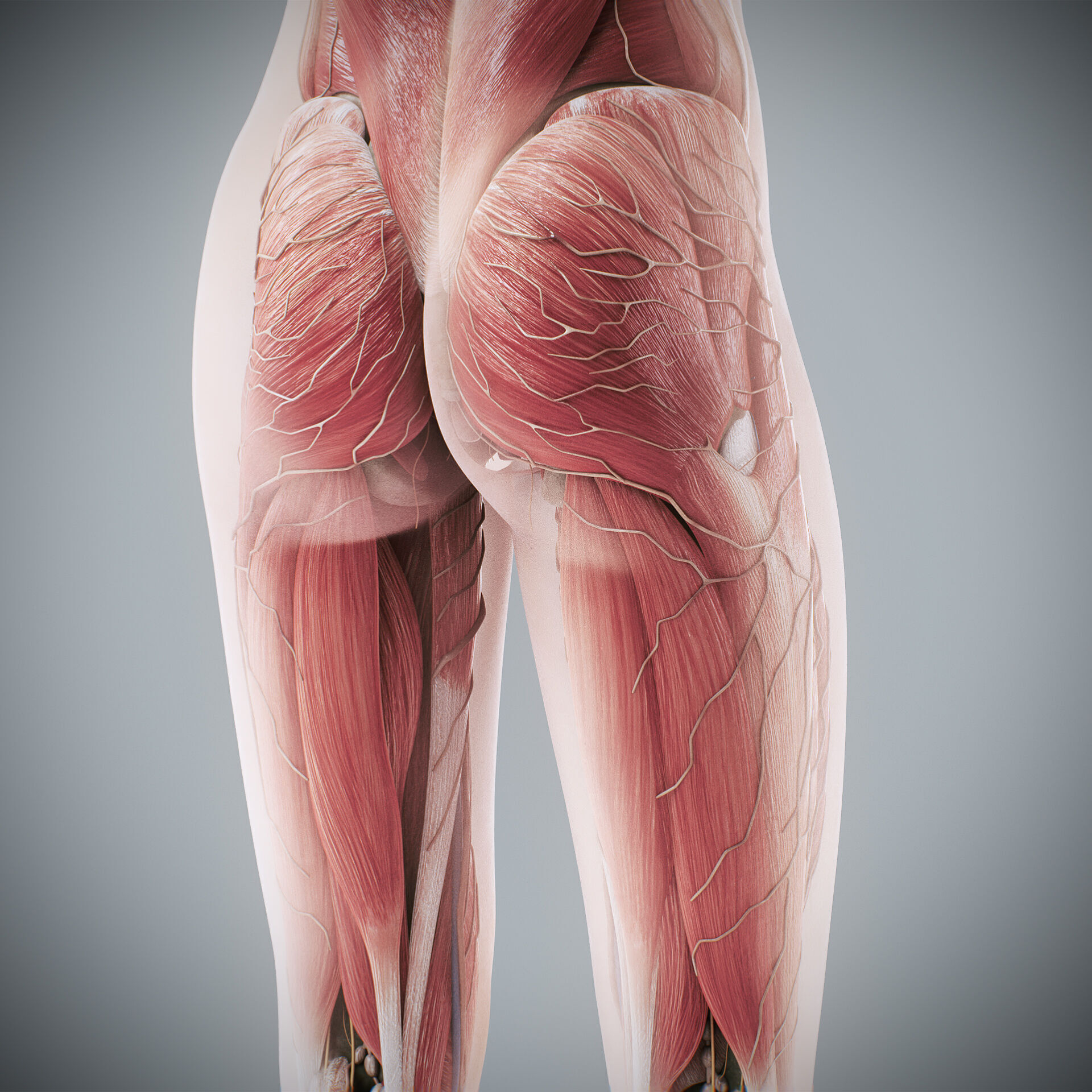 Human Male and Female Complete Anatomy 3D model_79