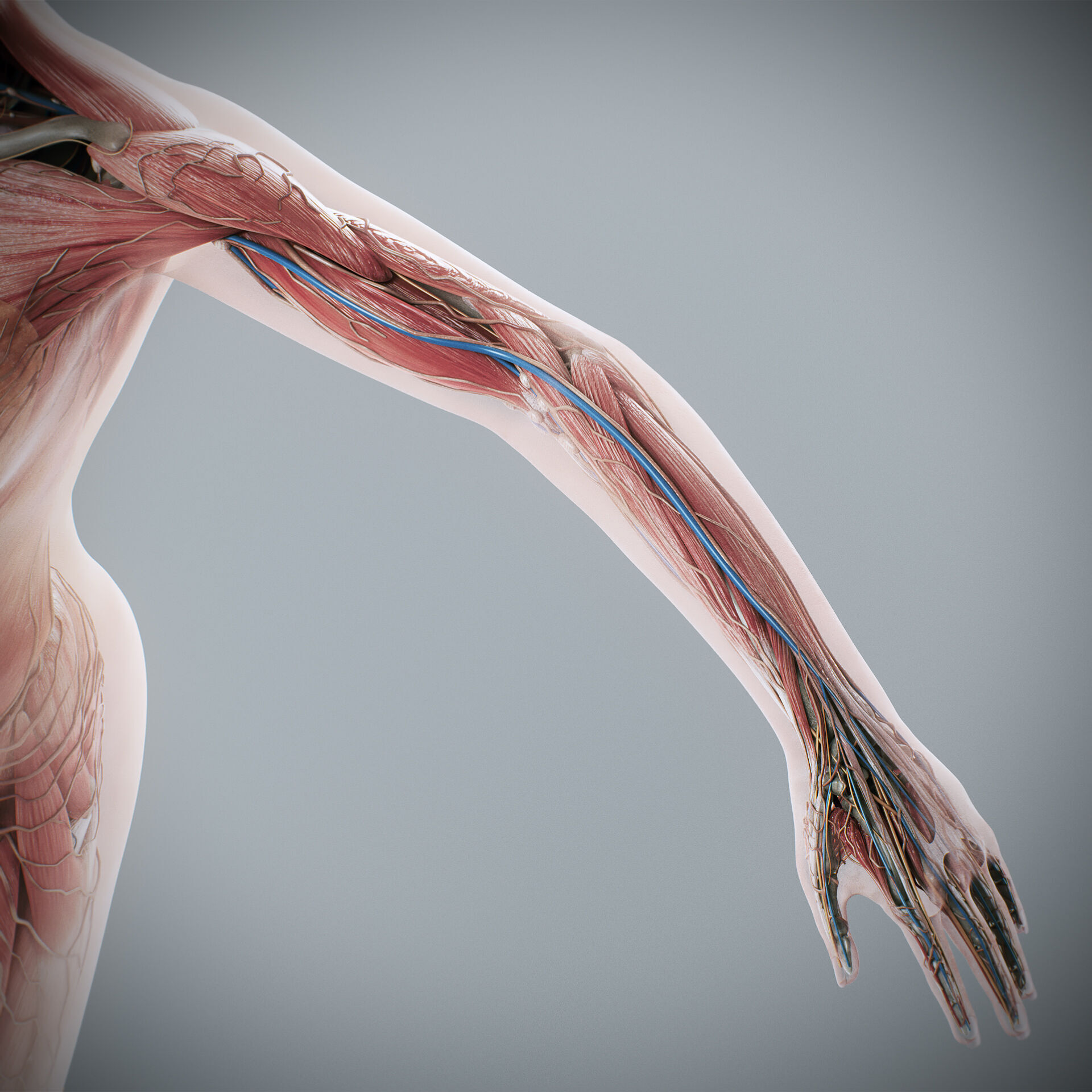 Human Male and Female Complete Anatomy 3D model_93