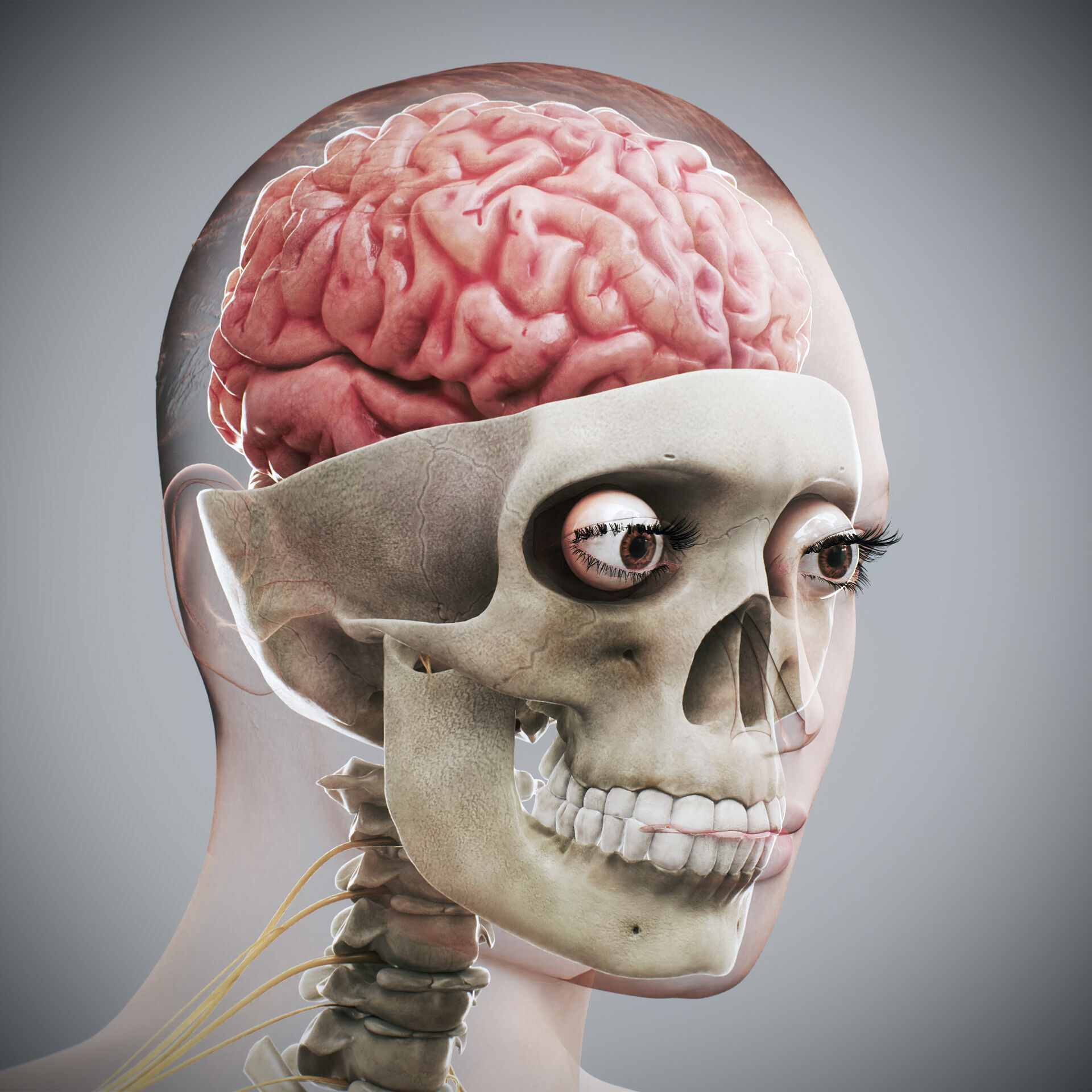 Human Male and Female Complete Anatomy 3D model_41