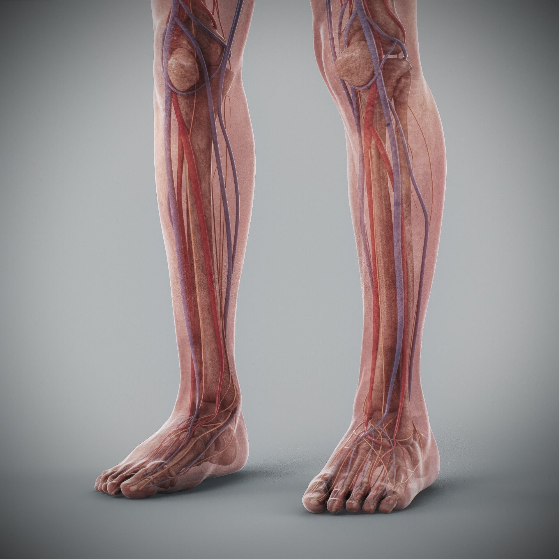 Human Male and Female Complete Anatomy 3D model_82