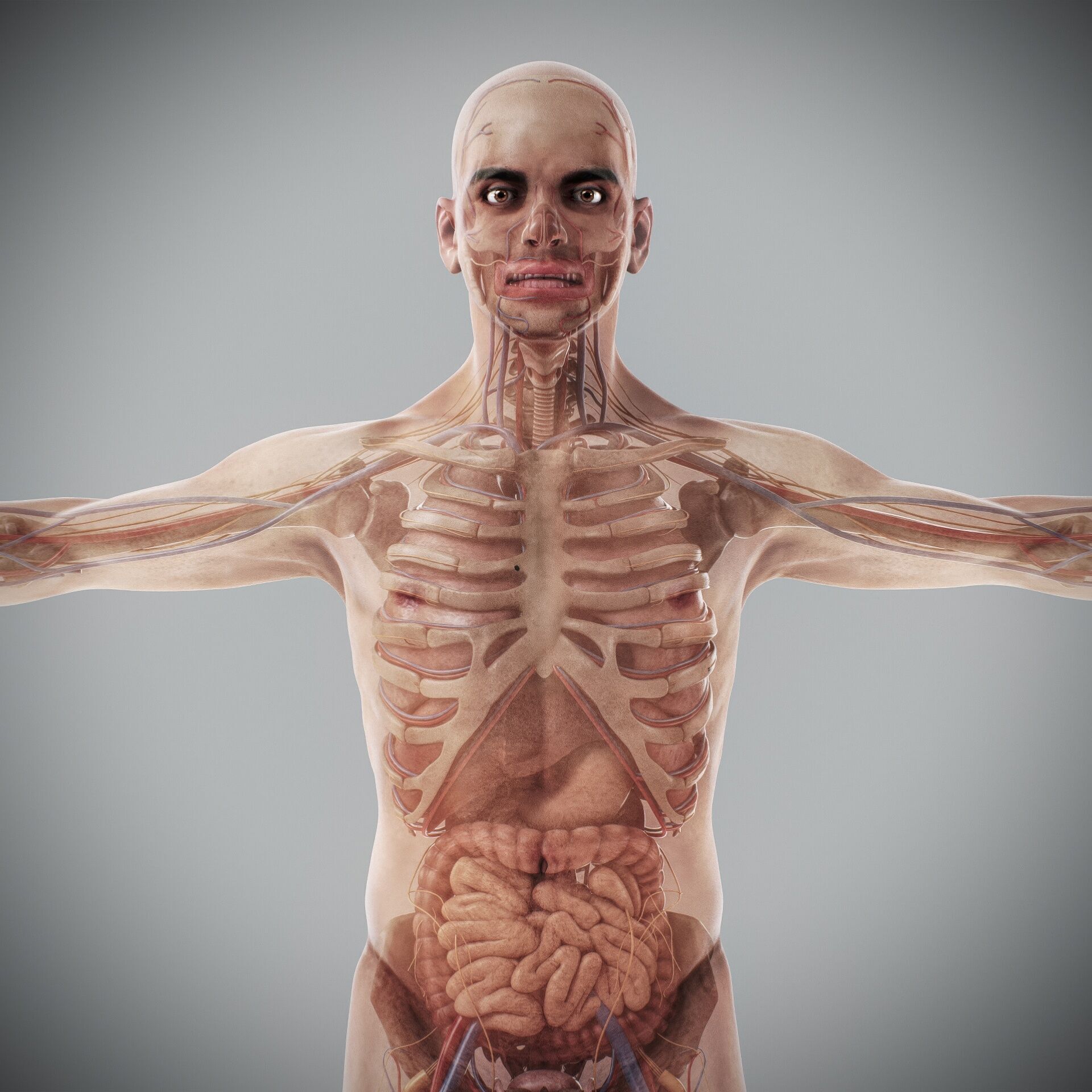 Human Male and Female Complete Anatomy 3D model_30