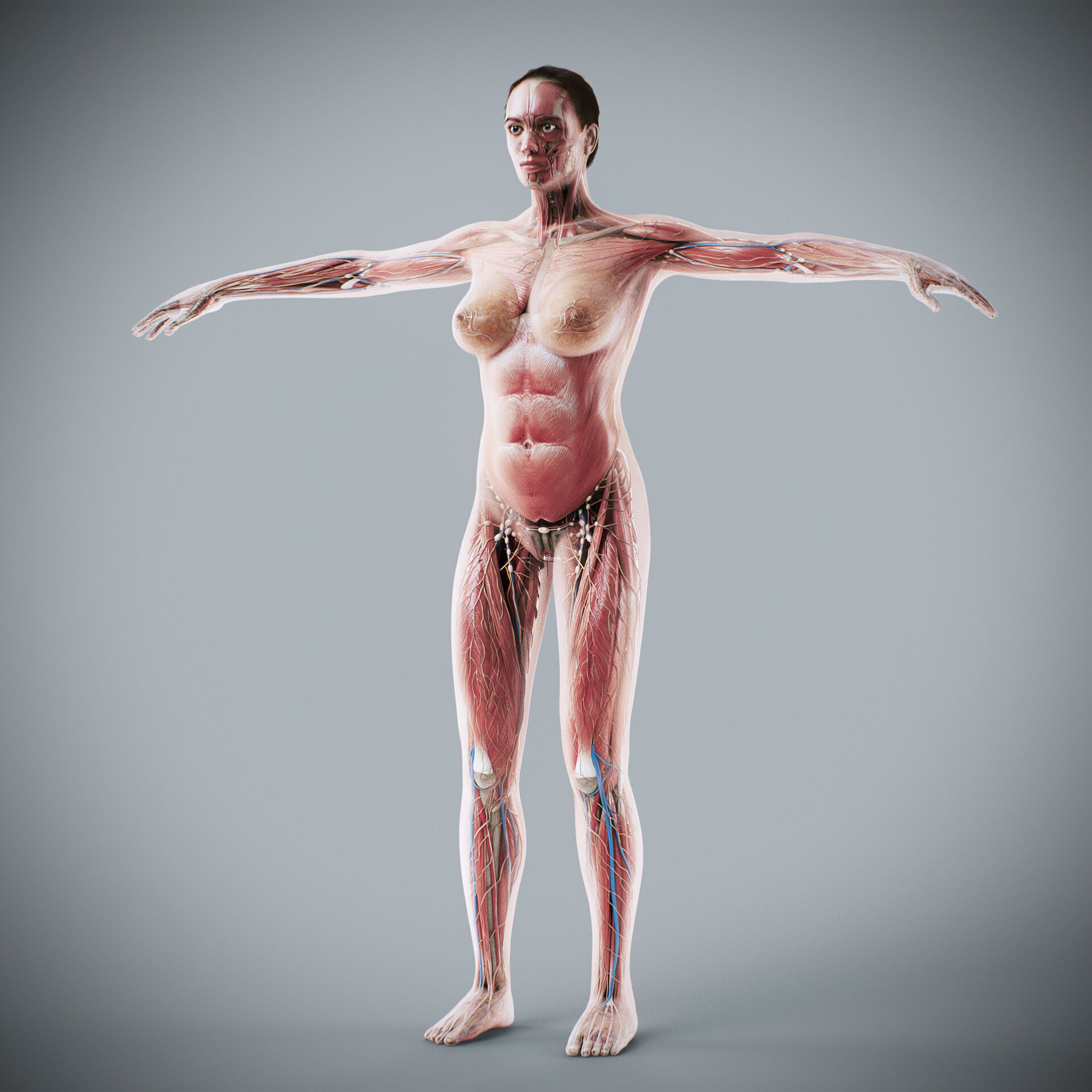 Human Male and Female Complete Anatomy 3D model_44