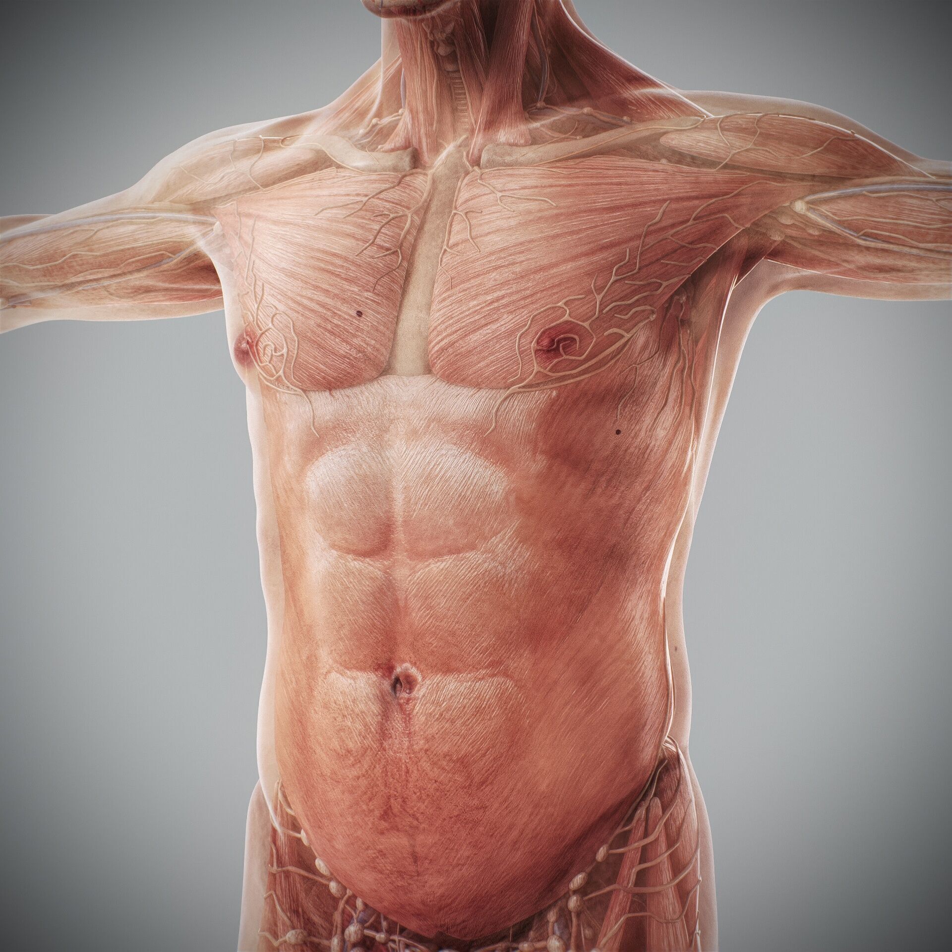 Human Male and Female Complete Anatomy 3D model_54