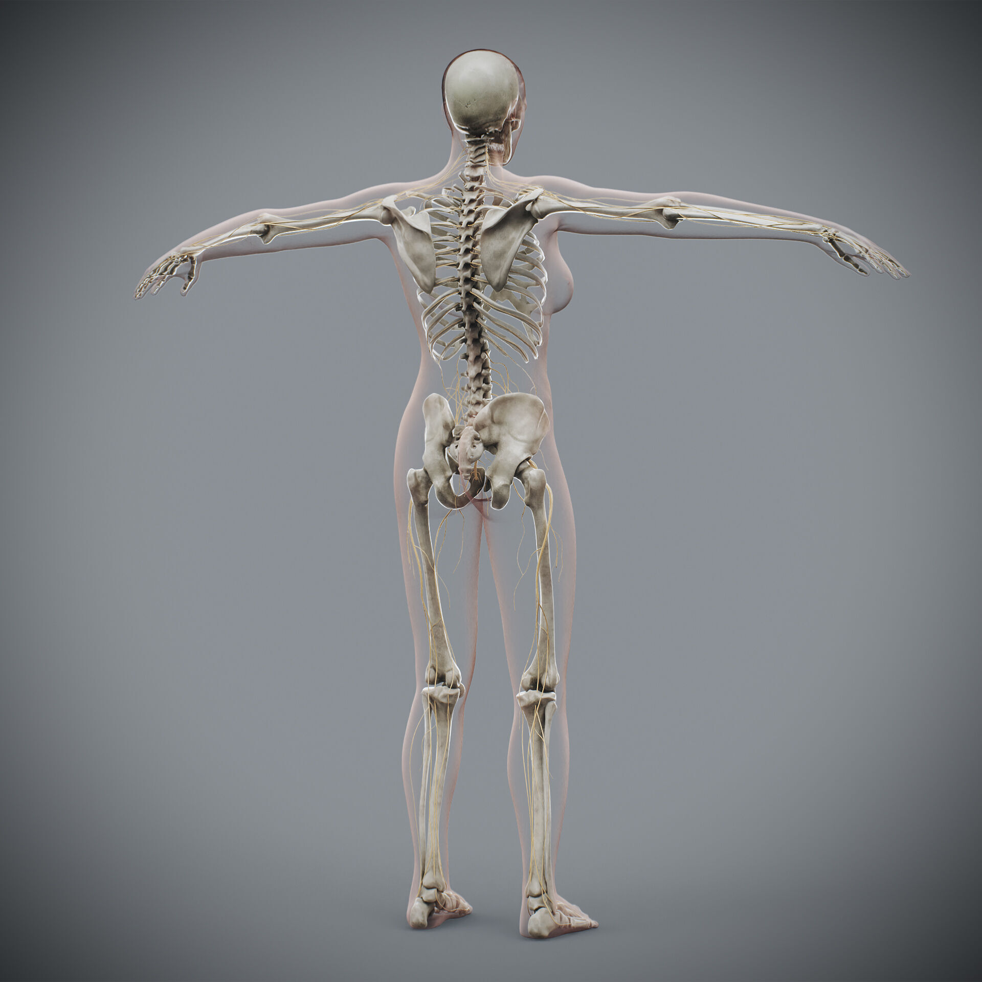 Human Male and Female Complete Anatomy 3D model_52