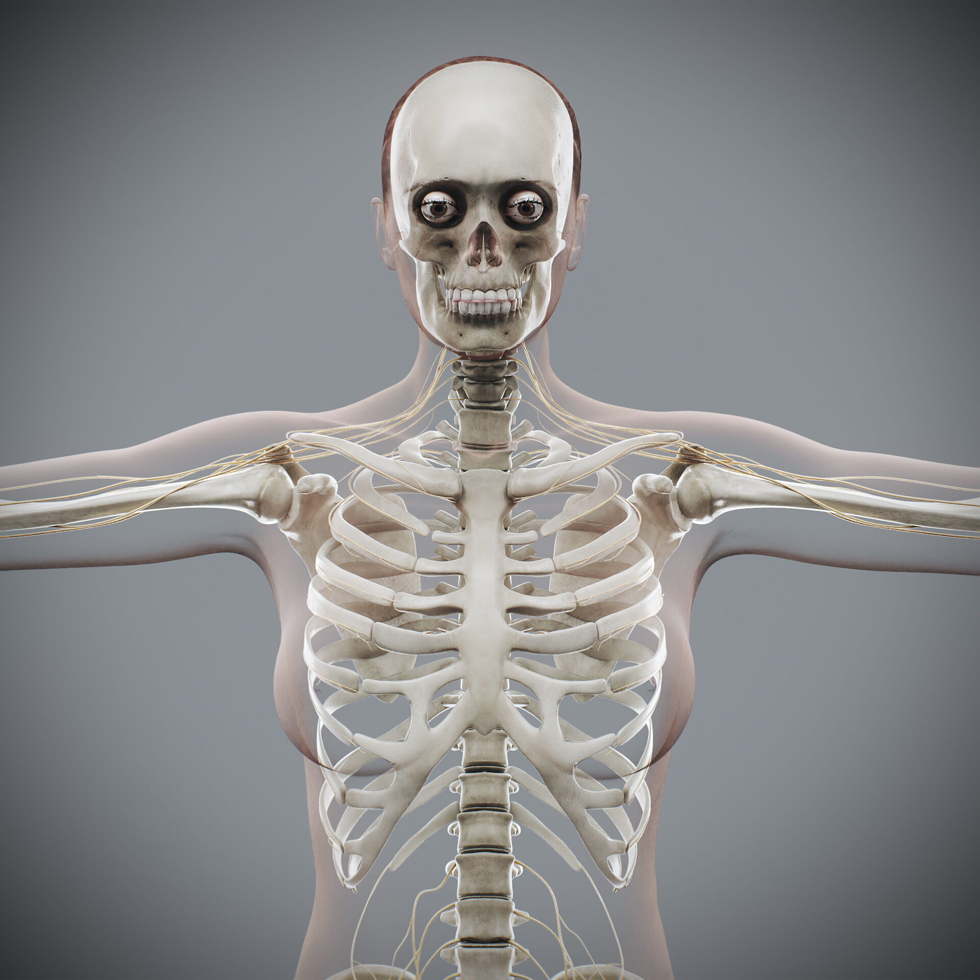 Human Male and Female Complete Anatomy 3D model_8