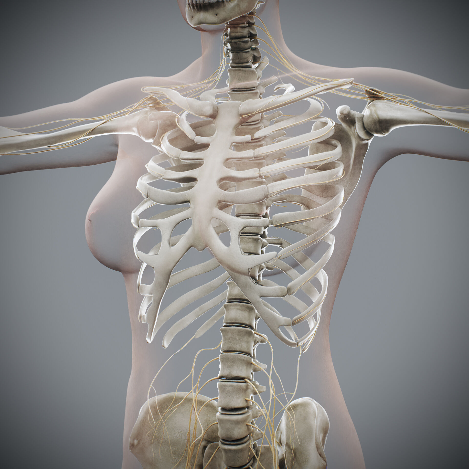 Human Male and Female Complete Anatomy 3D model_61