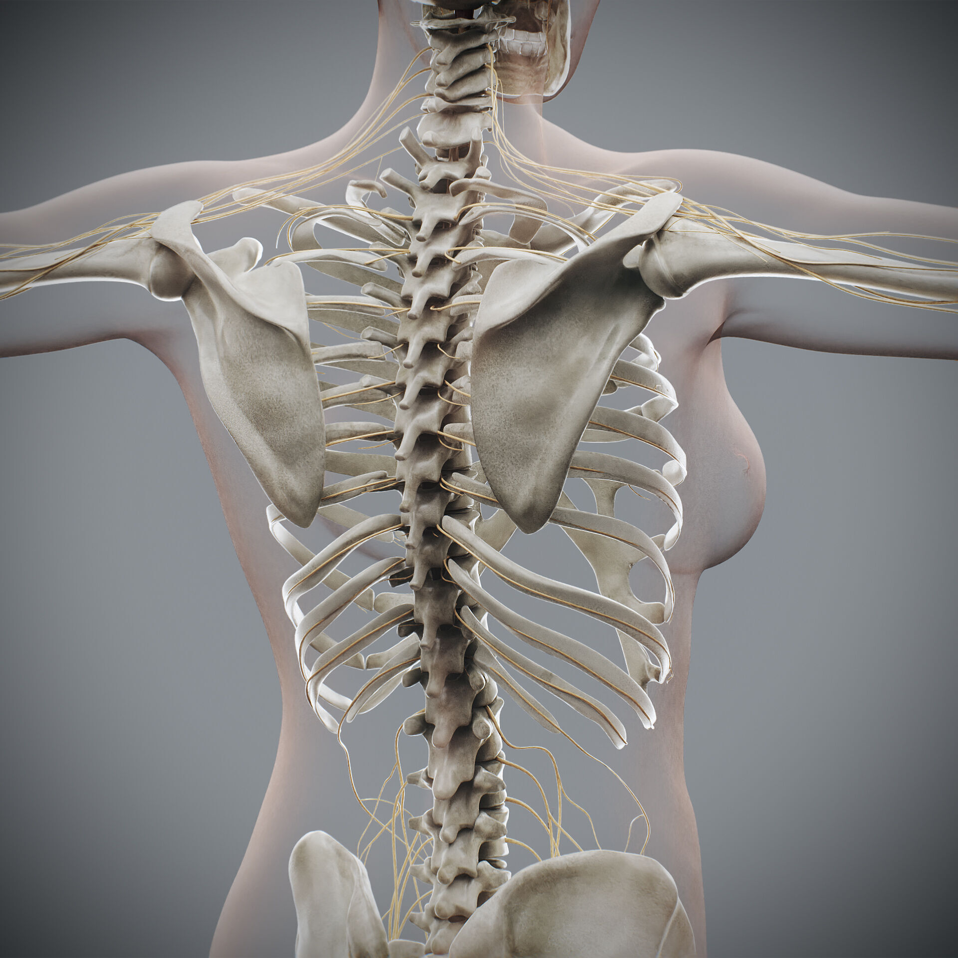 Human Male and Female Complete Anatomy 3D model_68