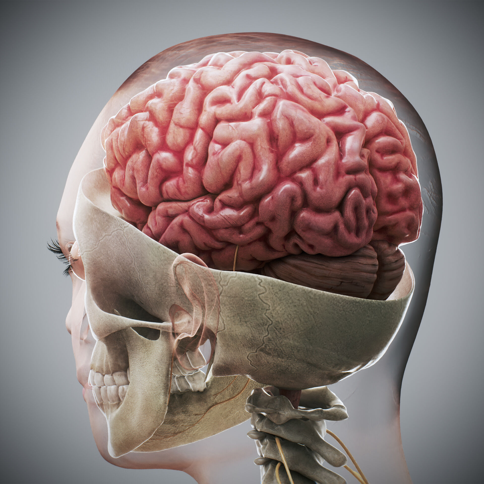 Human Male and Female Complete Anatomy 3D model_42