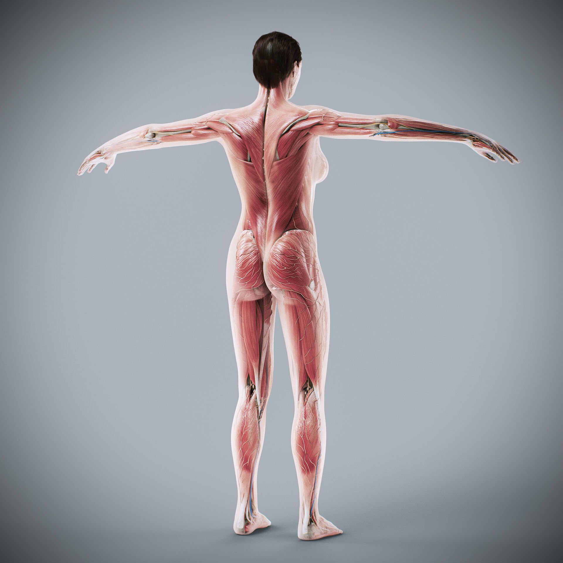 Human Male and Female Complete Anatomy 3D model_51