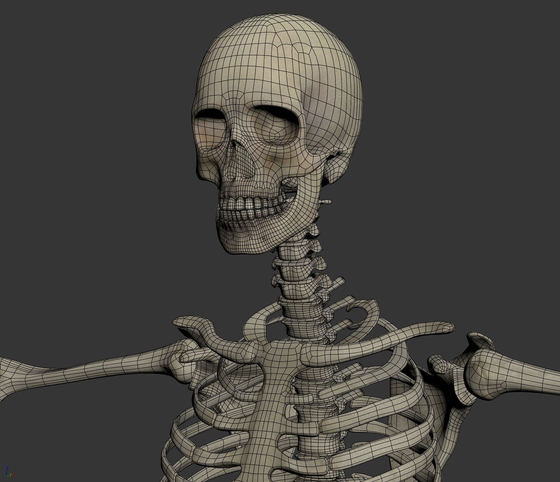 Human Male and Female Complete Anatomy 3D model_33