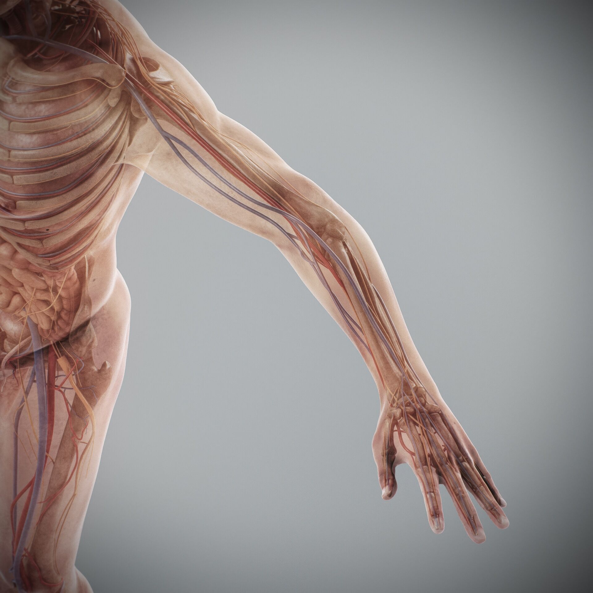 Human Male and Female Complete Anatomy 3D model_91