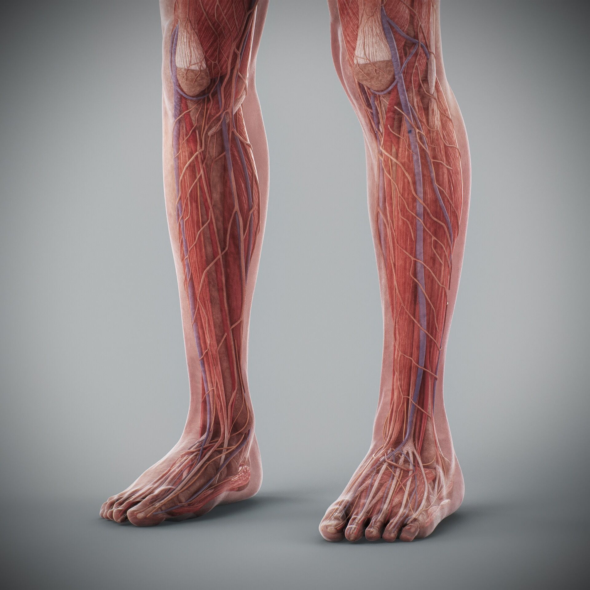 Human Male and Female Complete Anatomy 3D model_81