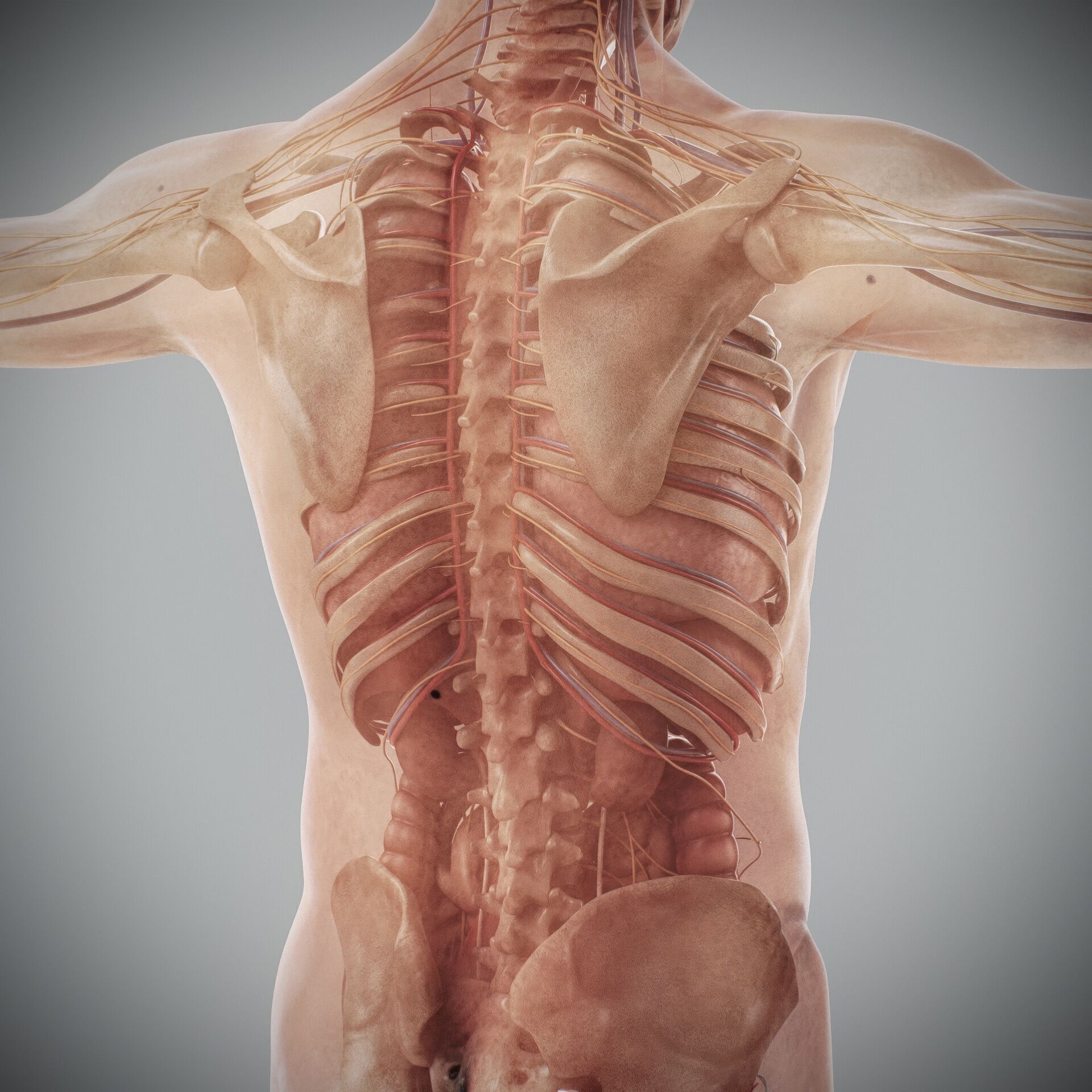 Human Male and Female Complete Anatomy 3D model_64