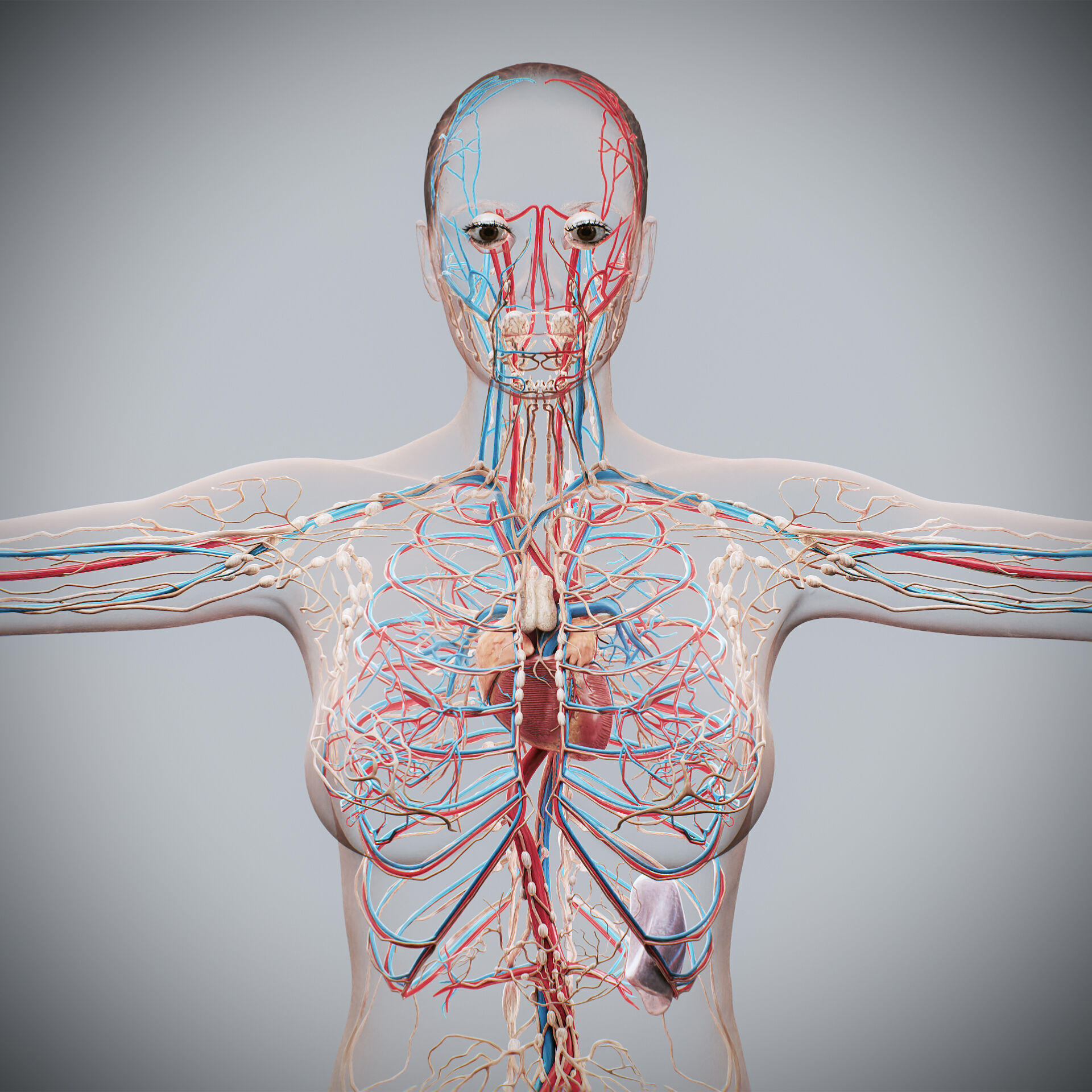 Human Male and Female Complete Anatomy 3D model_9