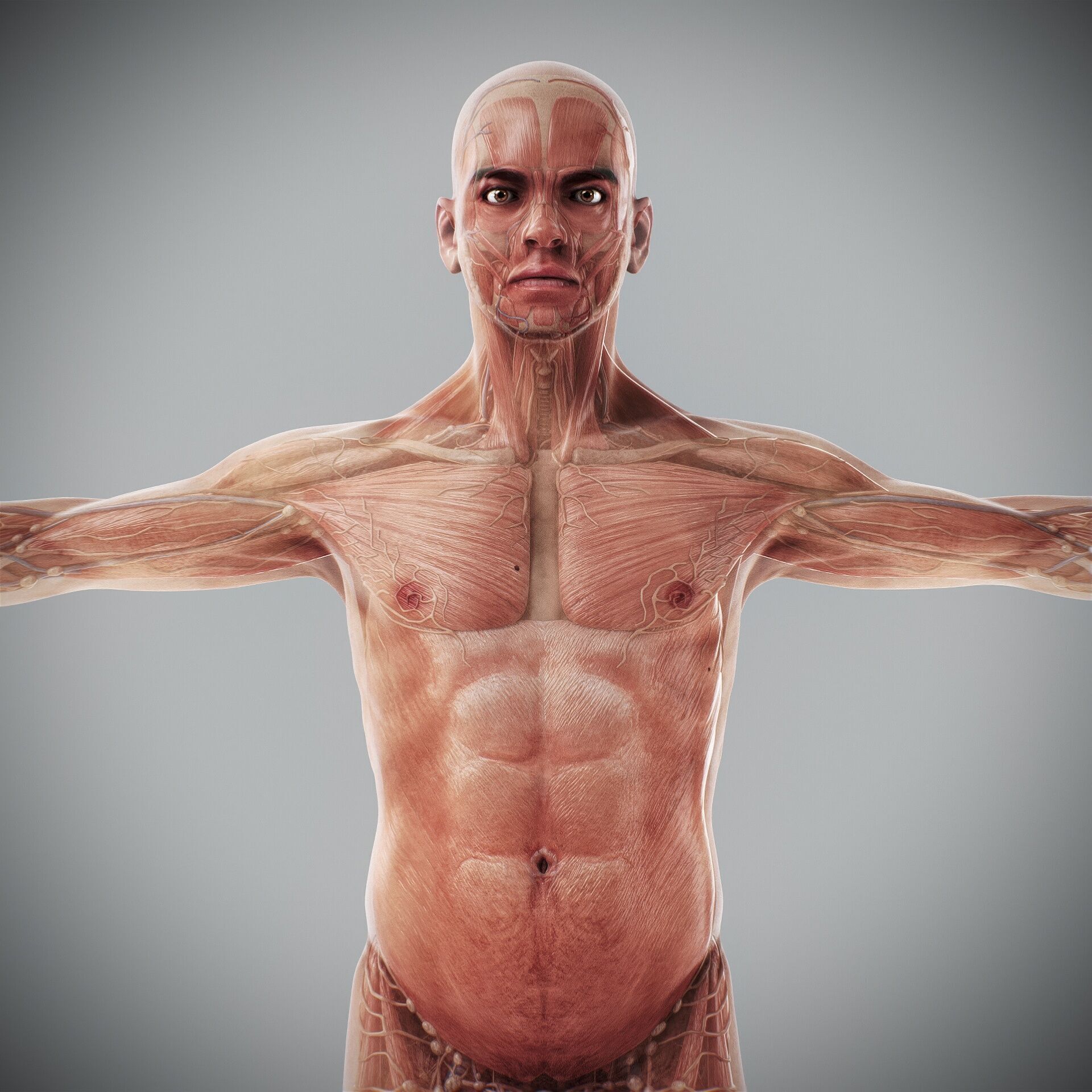 Human Male and Female Complete Anatomy 3D model_28