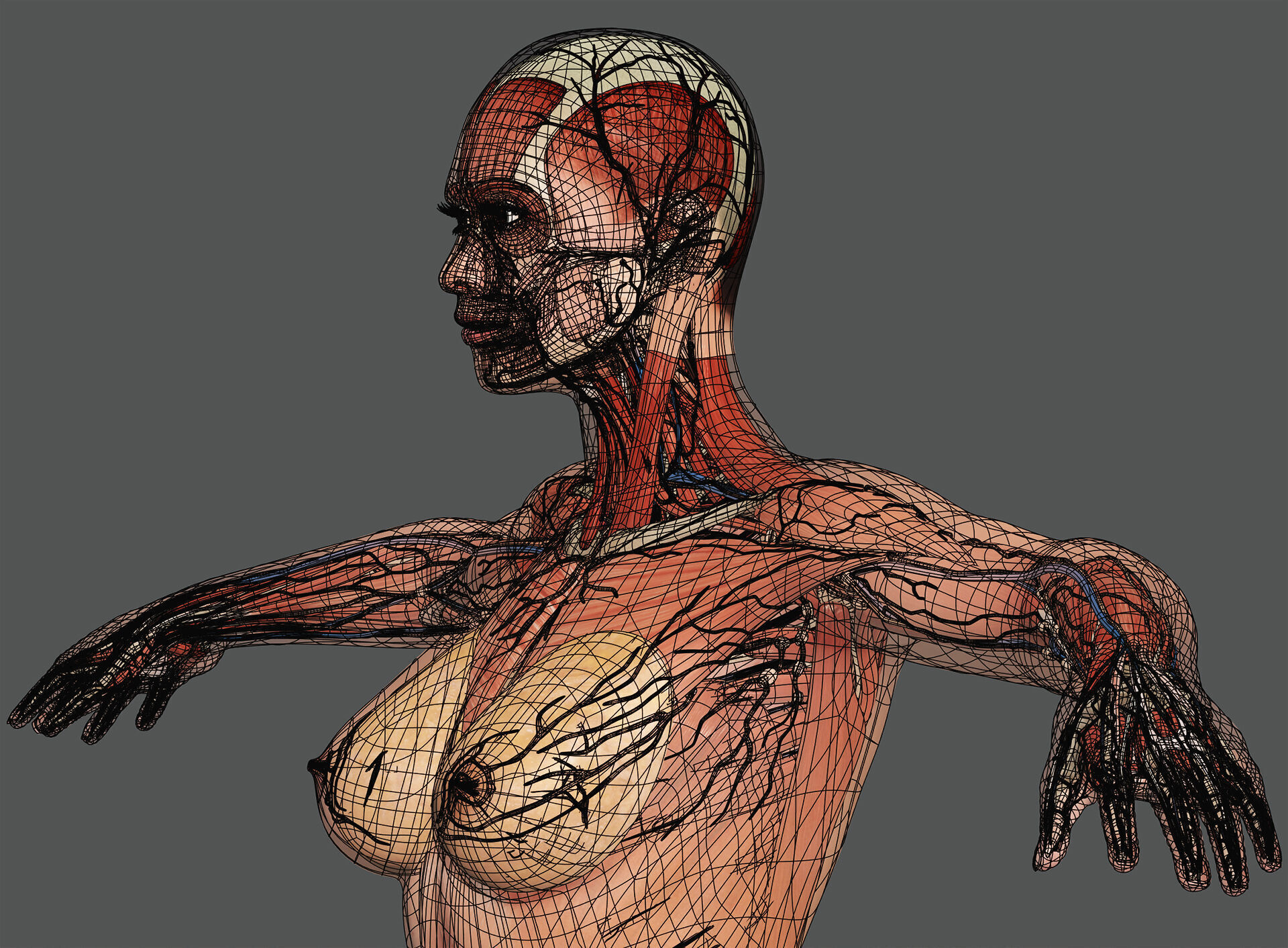 Human Male and Female Complete Anatomy 3D model_32
