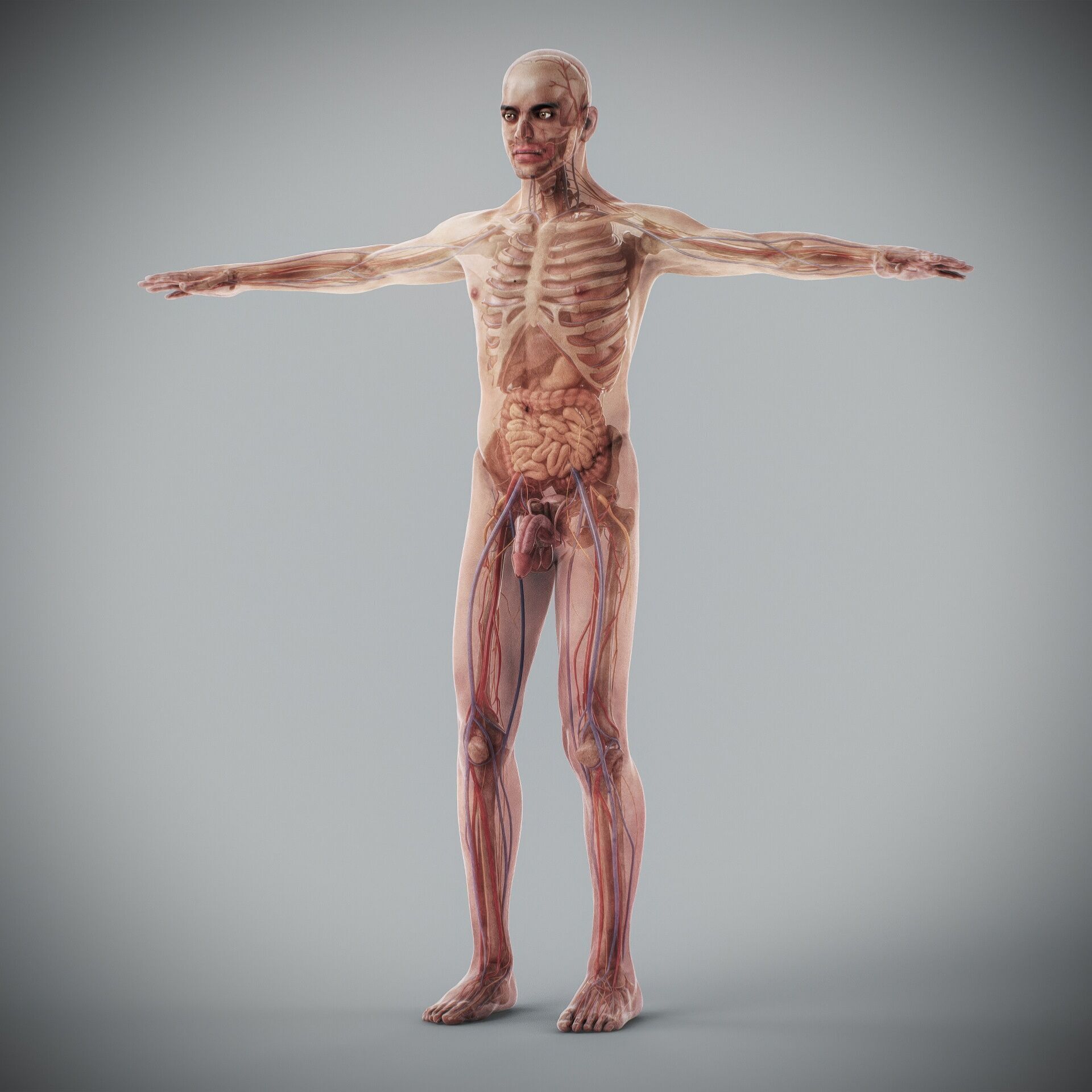 Human Male and Female Complete Anatomy 3D model_49