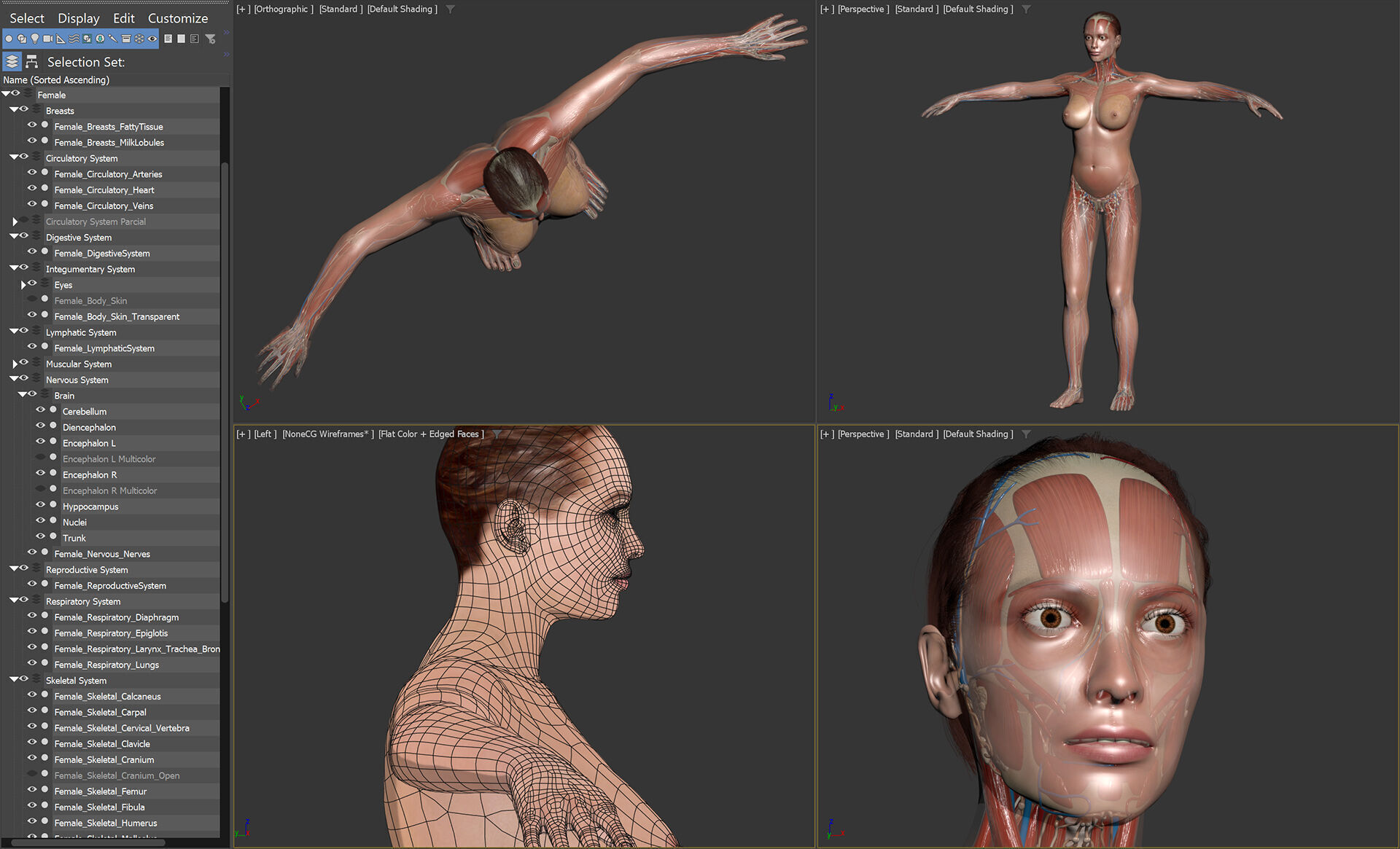 Human Male and Female Complete Anatomy 3D model_19