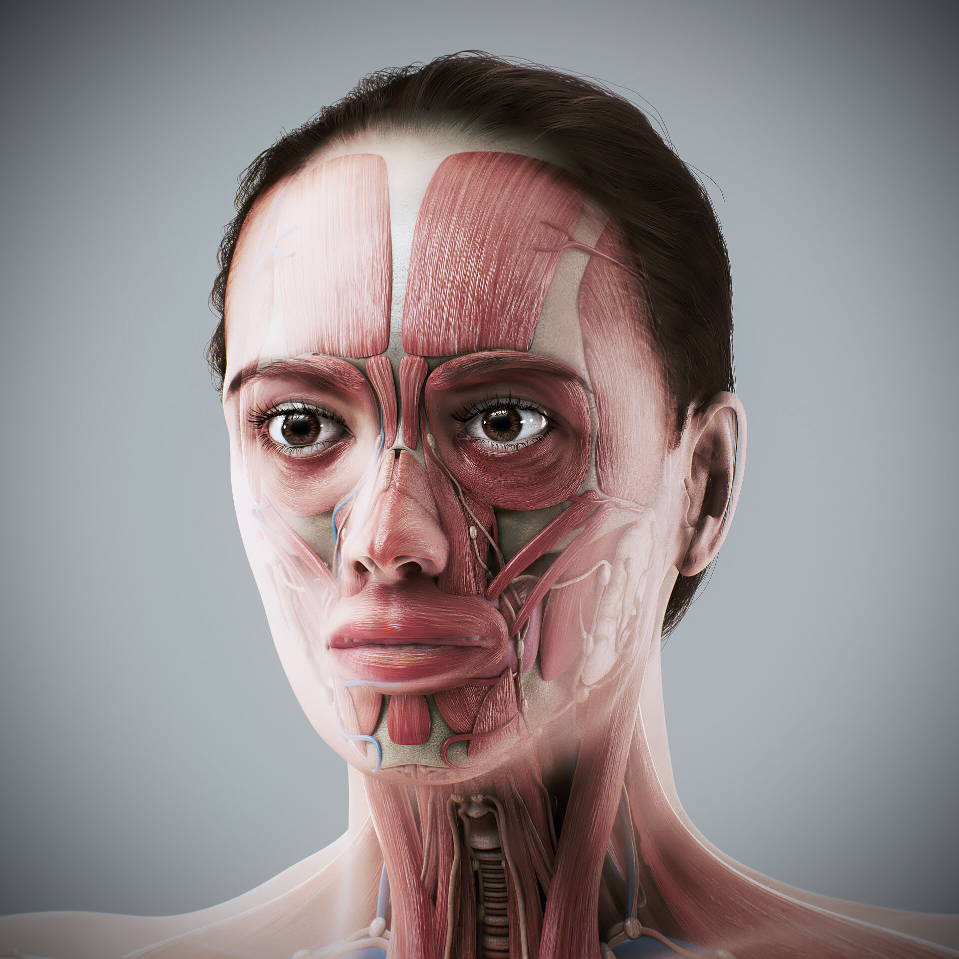 Human Male and Female Complete Anatomy 3D model_3