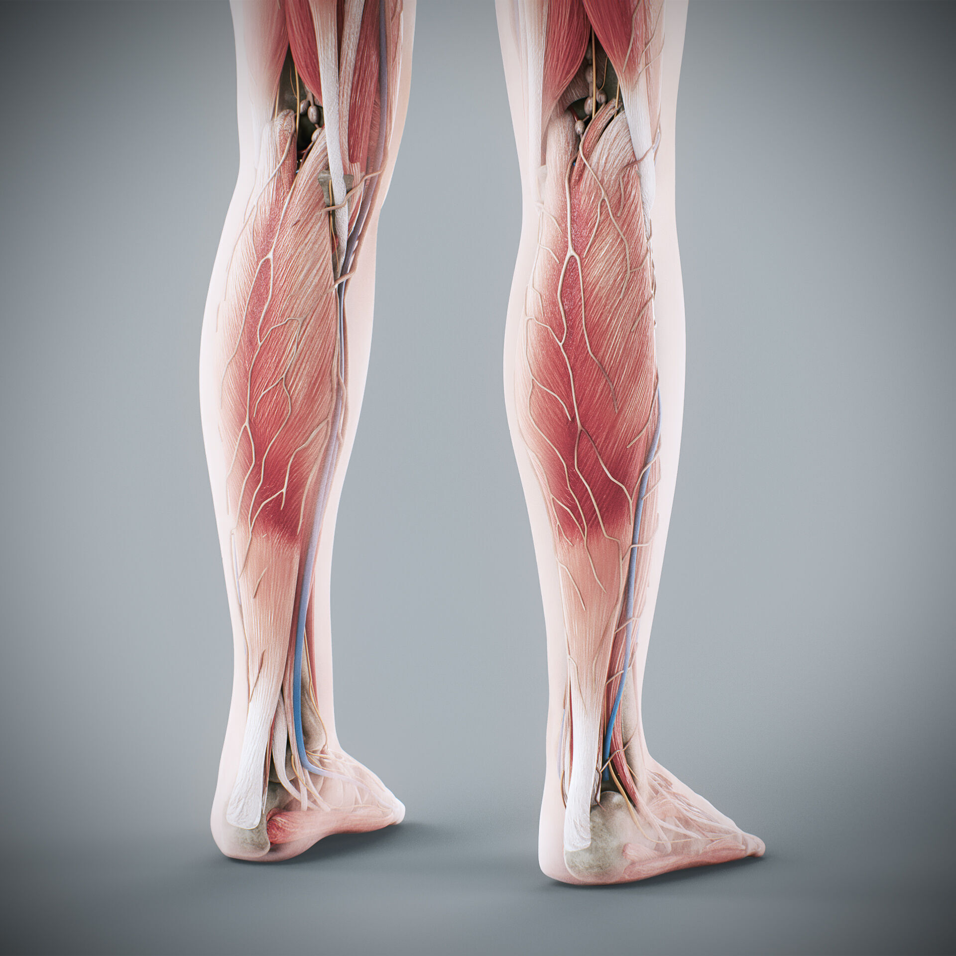 Human Male and Female Complete Anatomy 3D model_89