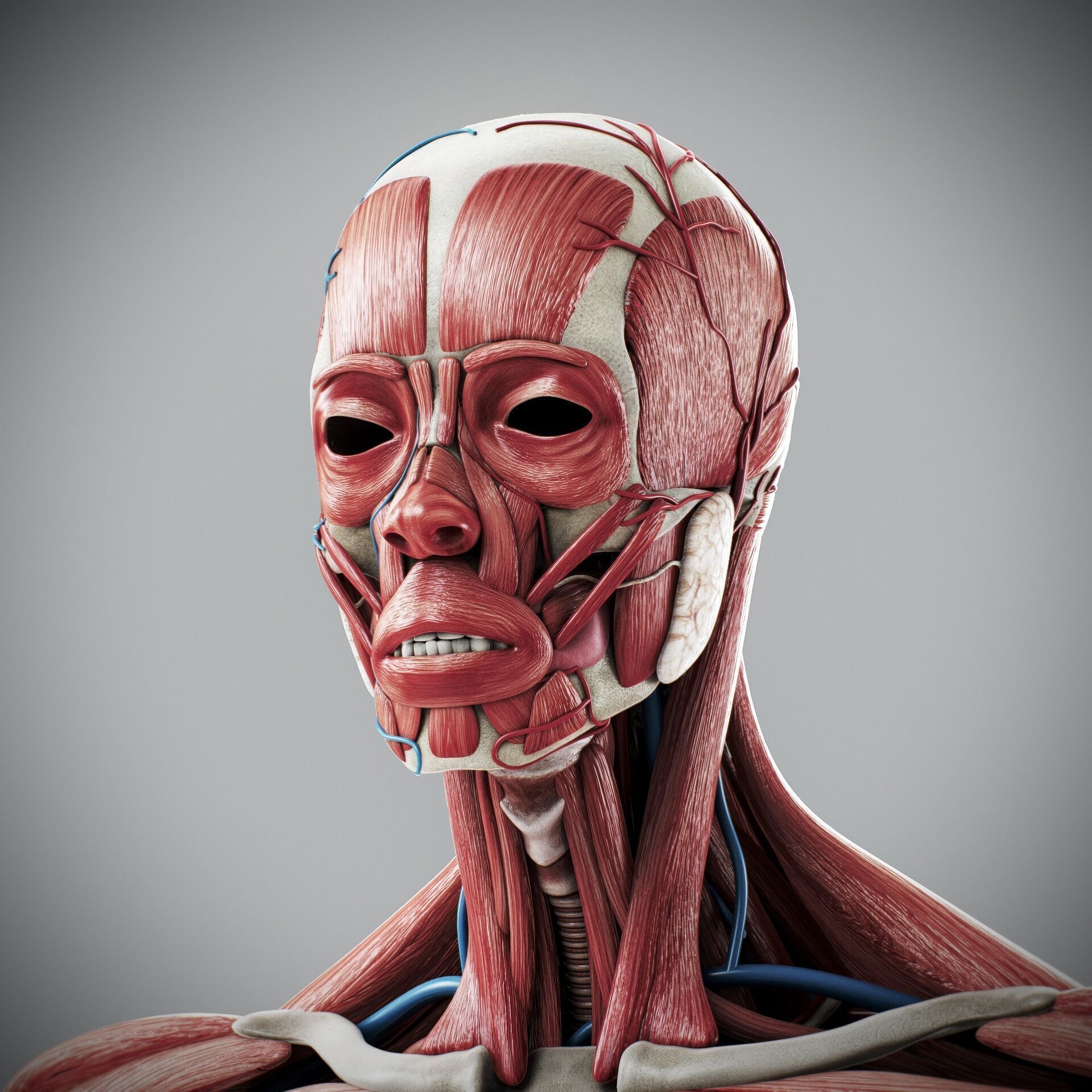 Human Male and Female Complete Anatomy 3D model_16