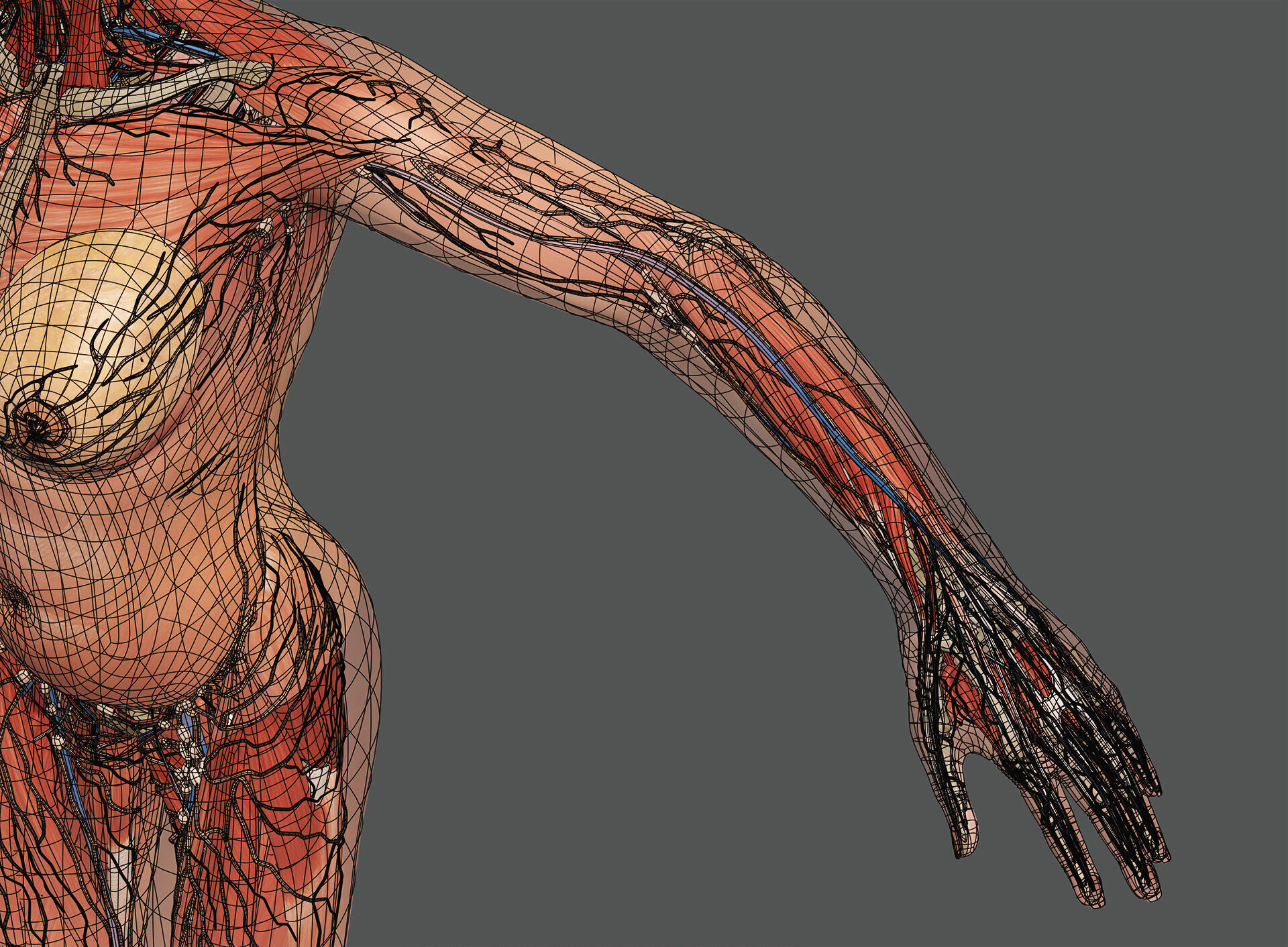 Human Male and Female Complete Anatomy 3D model_94