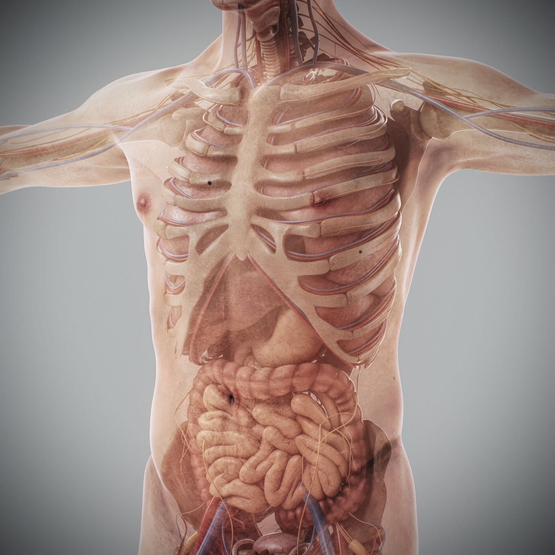 Human Male and Female Complete Anatomy 3D model_56