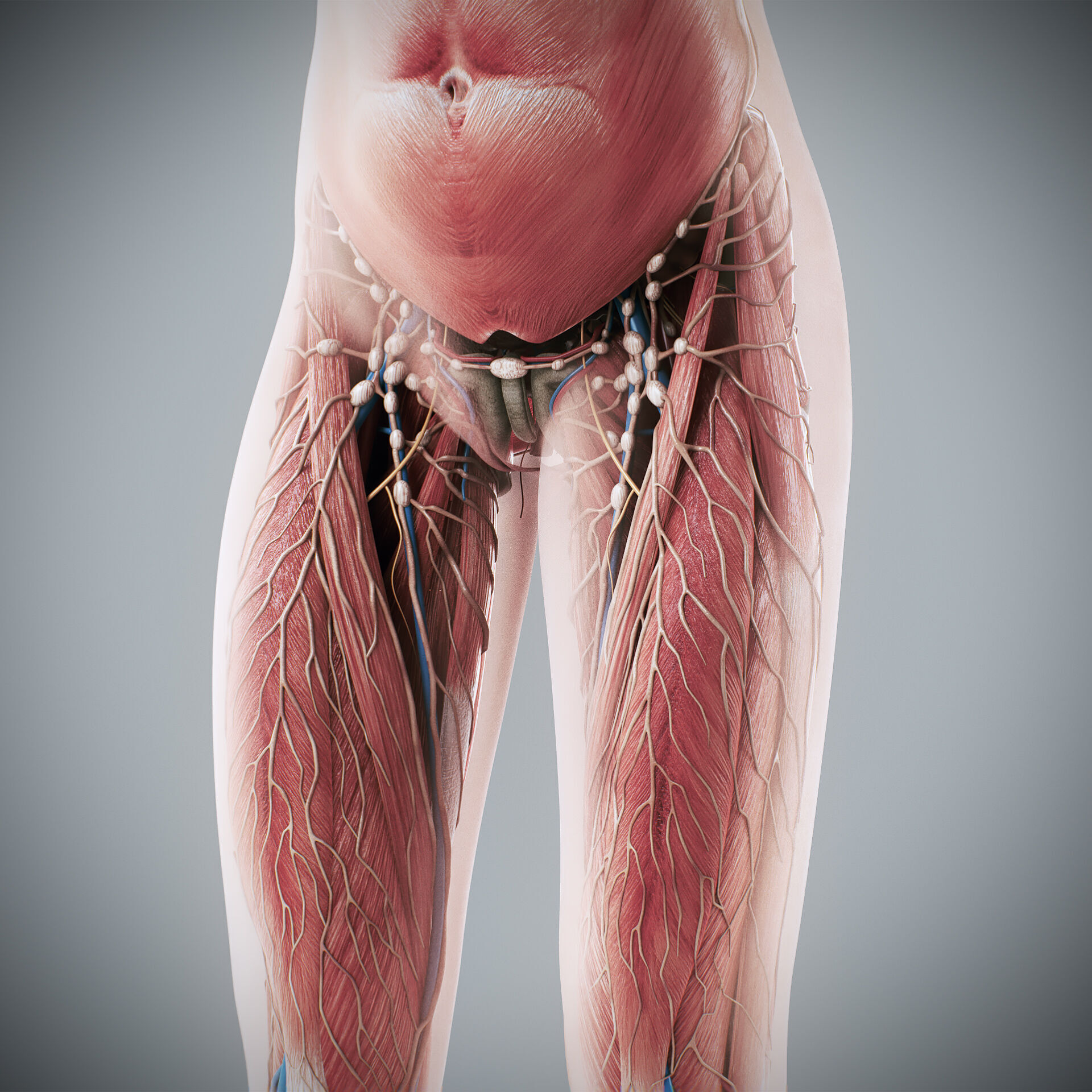 Human Male and Female Complete Anatomy 3D model_74