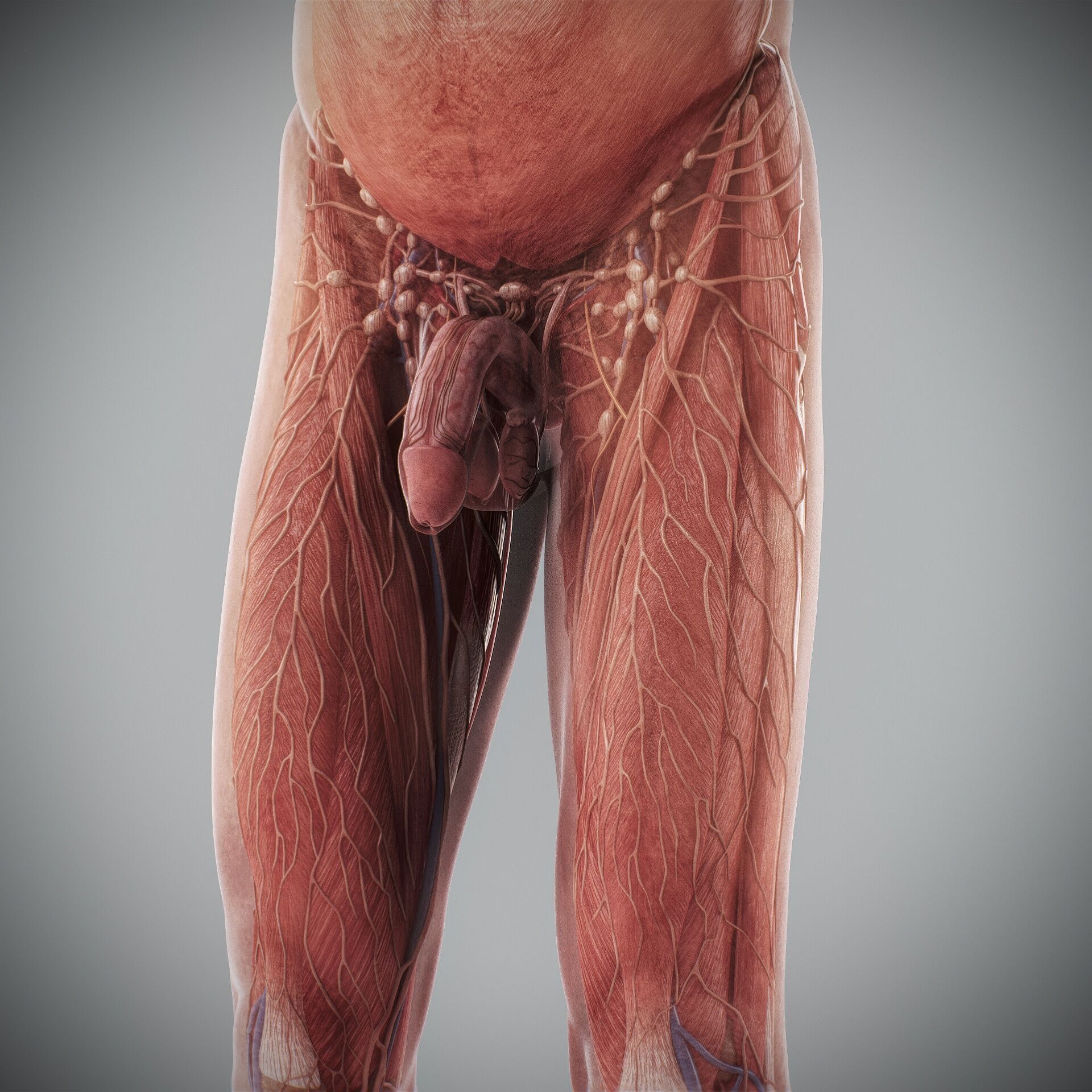 Human Male and Female Complete Anatomy 3D model_70