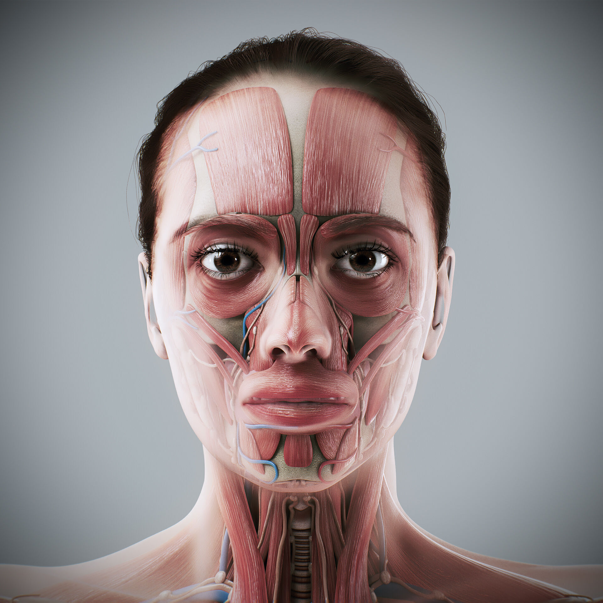 Human Male and Female Complete Anatomy 3D model_15