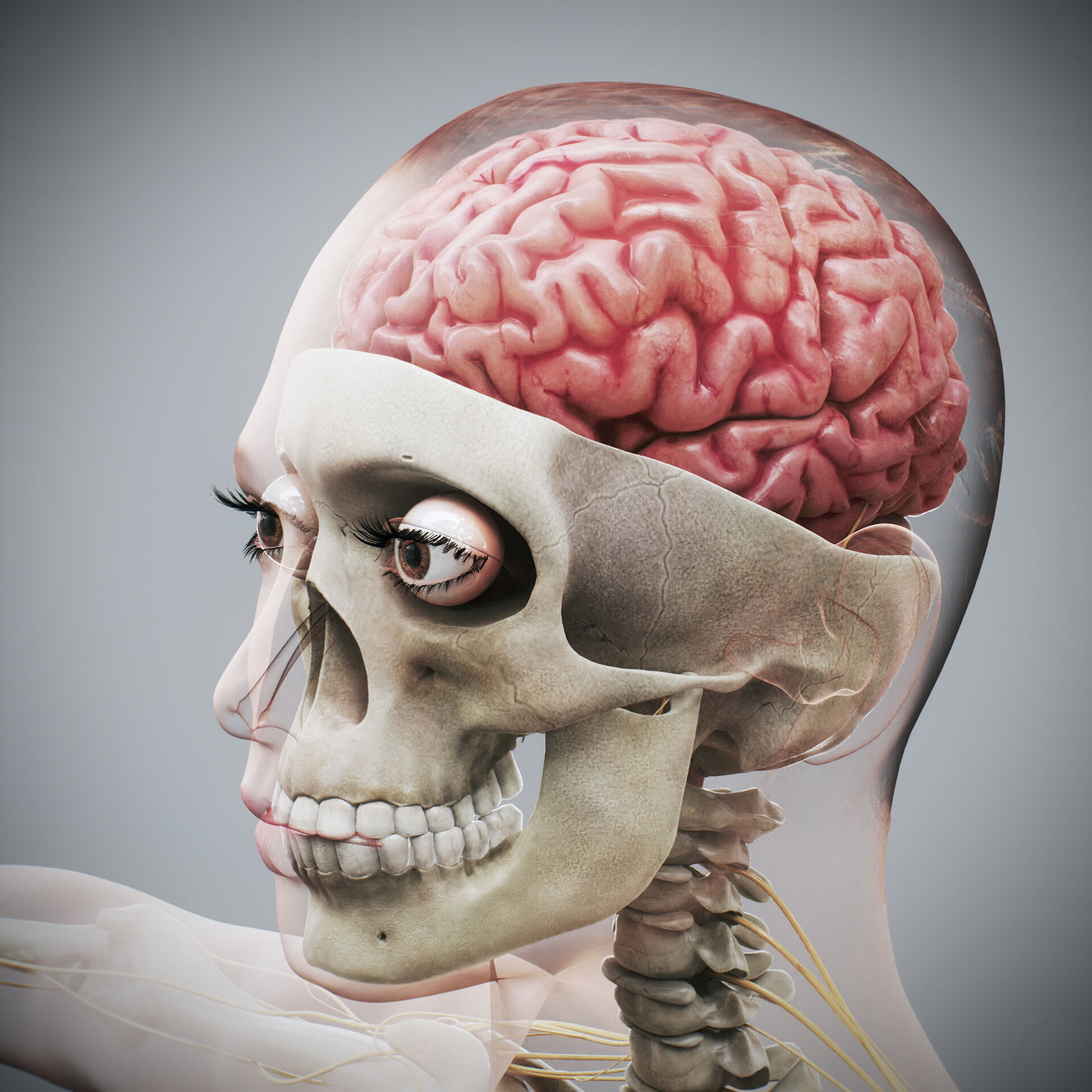 Human Male and Female Complete Anatomy 3D model_21