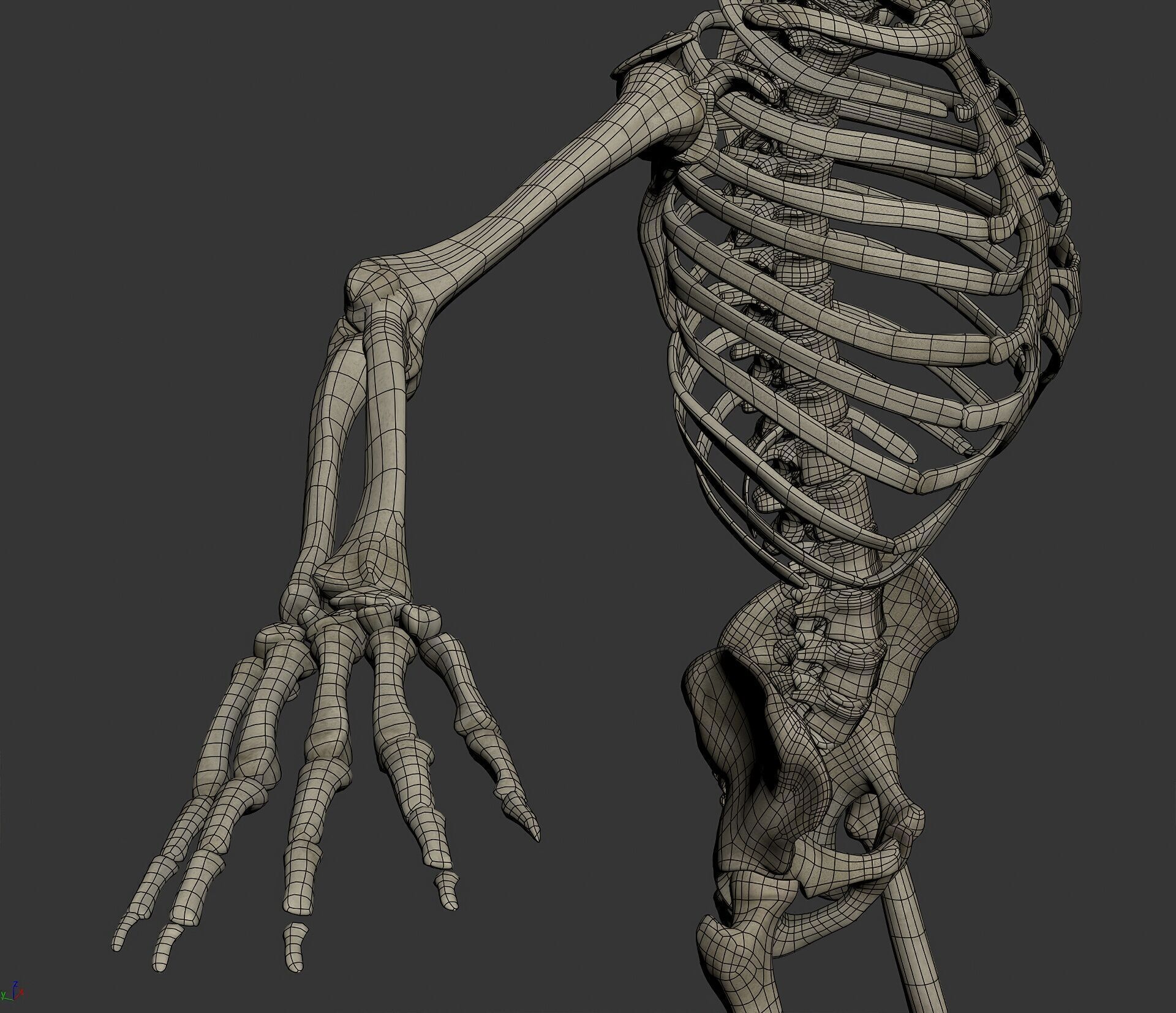 Human Male and Female Complete Anatomy 3D model_96