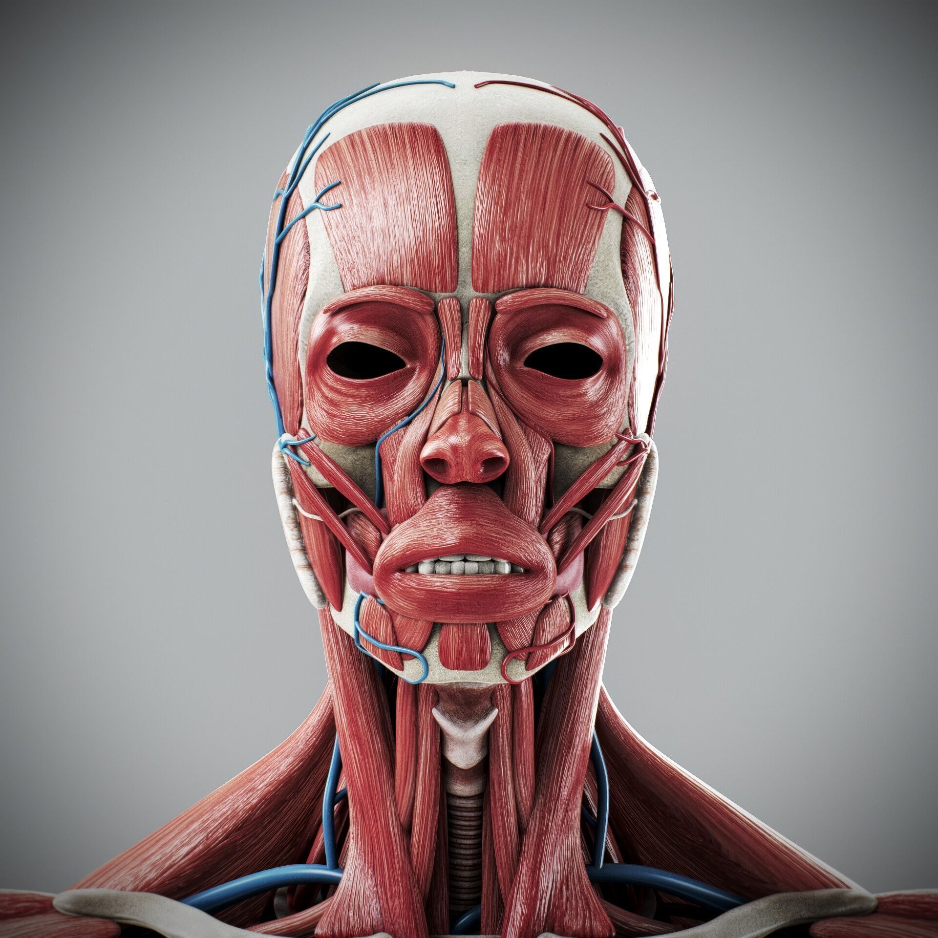Human Male and Female Complete Anatomy 3D model_12