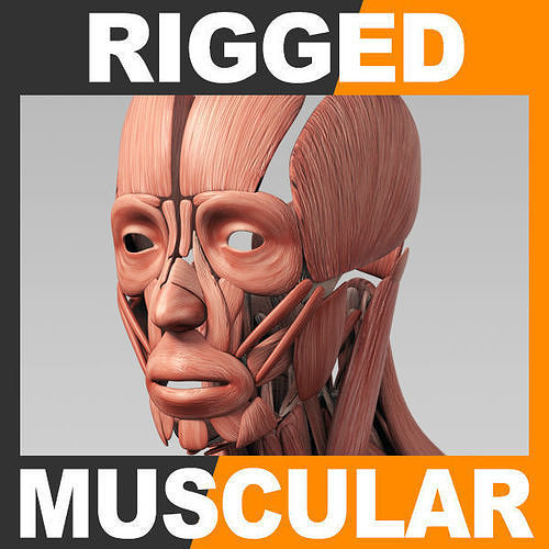 Human Muscular System - Rigged Anatomy 3D model