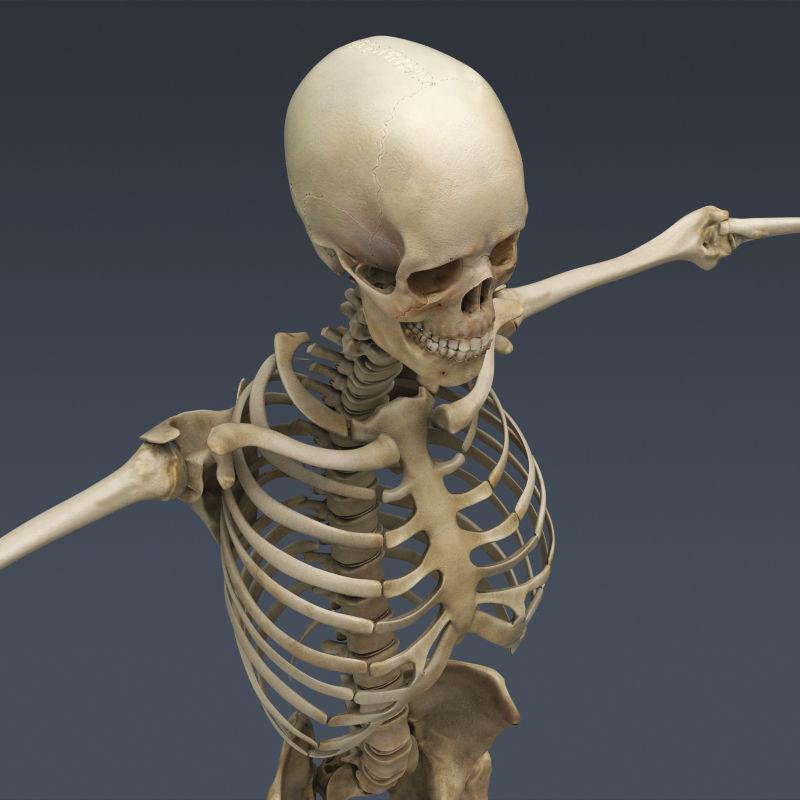Human Muscular System and Skeleton - Rigged Anatomy 3D model_19