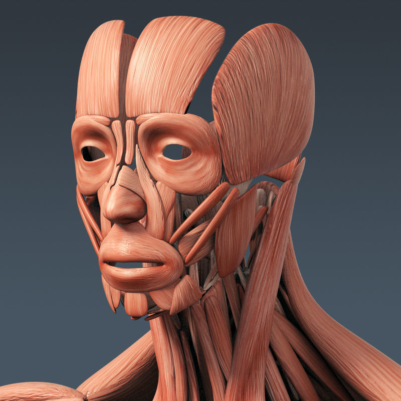 Human Muscular System and Skeleton - Rigged Anatomy 3D model_20