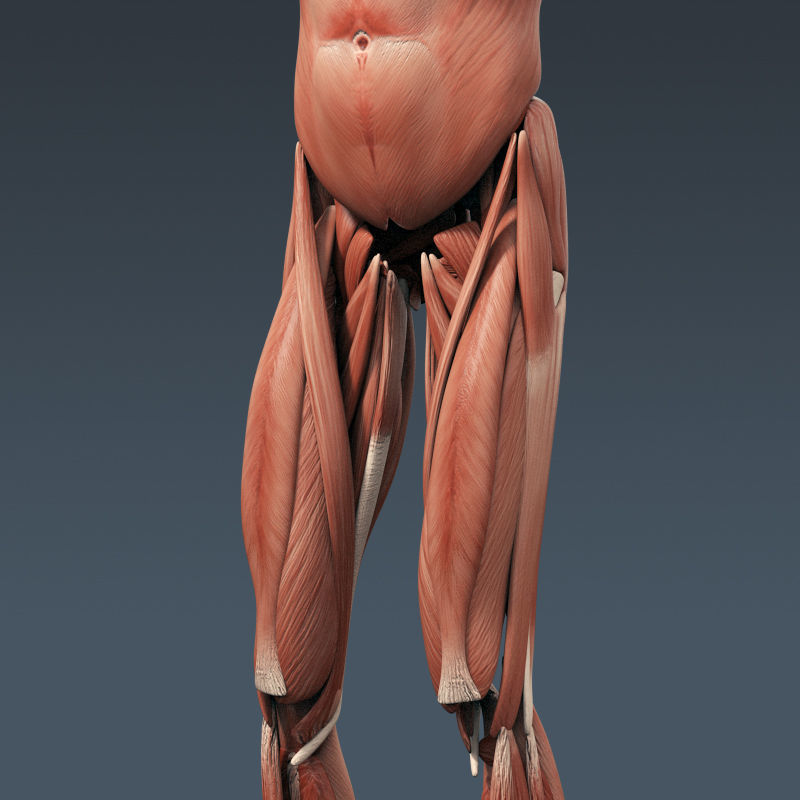 Human Muscular System and Skeleton - Rigged Anatomy 3D model_10
