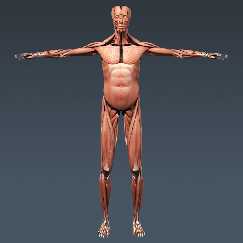Human Muscular System and Skeleton - Rigged Anatomy 3D model_6